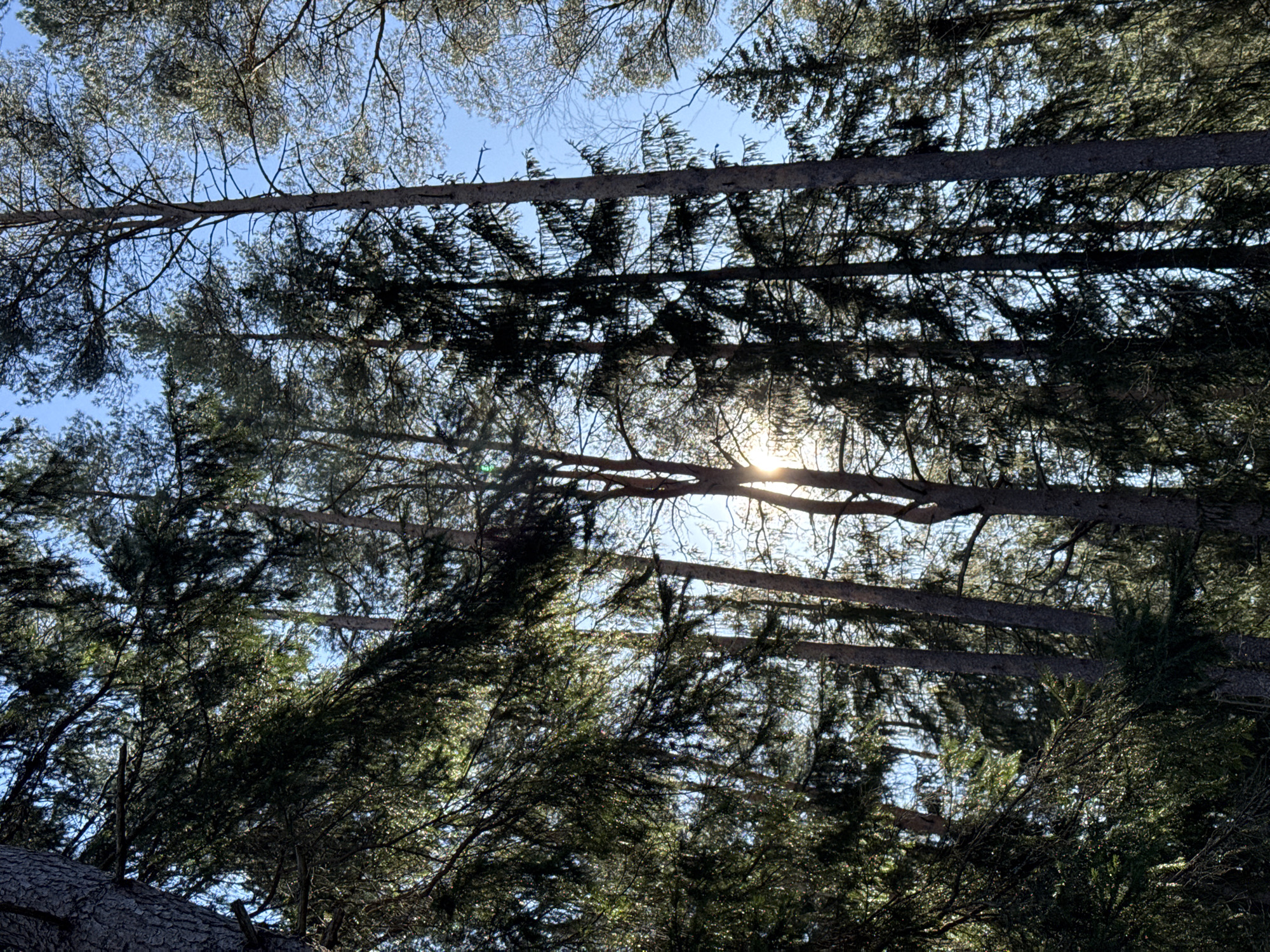 This upward-facing photograph captures a dense forest canopy against a bright, clear blue sky, likely in a region like Aleksandrovka, Russia. The primary subjects are numerous conifer-like trees, characterized by their dark, needle-like foliage and prominent trunks that stretch horizontally across the frame.
The image appears to be taken from ground level, looking directly up into the intertwined branches. Bright sunlight streams through gaps in the foliage, creating a noticeable sunburst or lens flare effect towards the upper right portion of the image. This suggests a clear, sunny day, with the sun positioned relatively low in the sky, possibly during morning or late afternoon.
The intricate network of branches and foliage is largely silhouetted against the intense blue sky, with some areas of vibrant green visible where the light directly illuminates the needles. The varying light and shadow create depth and texture within the canopy. There is no discernible activity, people, or visible text in the image. The scene evokes a sense of being immersed in a serene, sun-drenched natural environment.