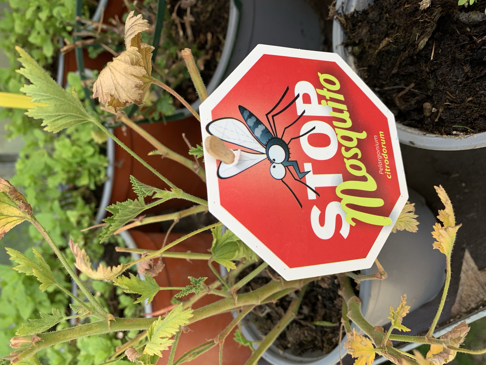 A red octagonal sign with a cartoon mosquito and the words "STOP Mosquito" is attached to a plant with green and yellow leaves. Below "Mosquito," the text "Pelargonium citrodorum" is visible. The sign is affixed to a thin wooden stake. The plant is in a gray pot, with soil visible. Other potted plants are in the background, some with green leaves and others with dried leaves. The scene appears to be outdoors, possibly in a garden or nursery. There is no indication of the city of Barcelona, Spain.