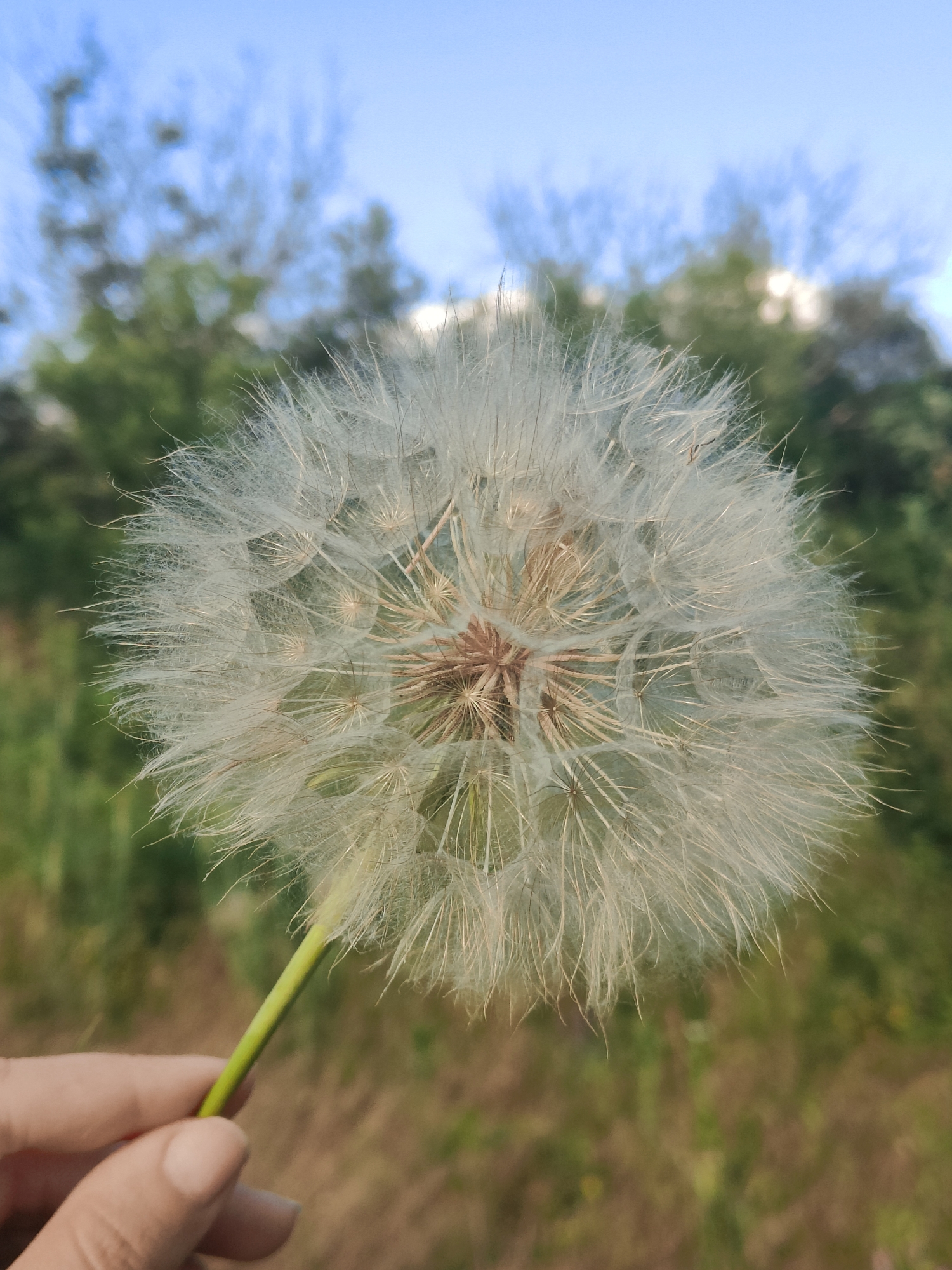 In Kryvyi Rih, Ukraine, a hand holds a large, fluffy dandelion seed head against a backdrop of blurred greenery and a blue sky. The dandelion is the central focus, its delicate white seeds radiating outwards. The hand is visible at the bottom left, its fingers gently supporting the green stem of the dandelion. The background consists of out-of-focus trees and vegetation, suggesting an outdoor setting. The lighting indicates it is daytime.