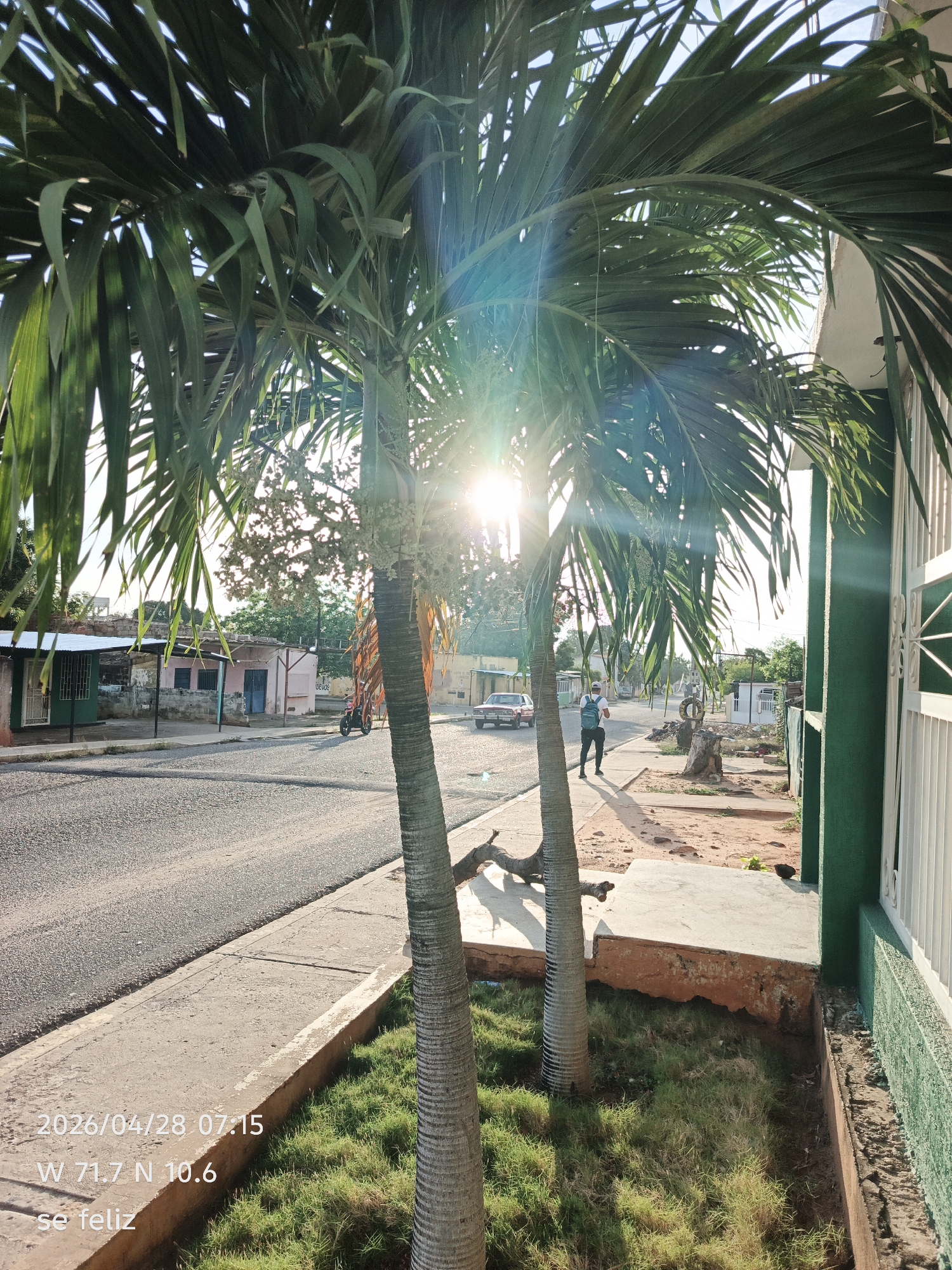 The image depicts a sunlit street scene in what appears to be San Francisco, Venezuela, during the early morning hours, as indicated by the timestamp "07:15". Two large palm trees dominate the foreground, their lush green fronds partially obscuring the intensely bright sun, which creates a prominent lens flare and long shadows across the road and sidewalk.
A paved street stretches into the background, flanked by a concrete sidewalk. Along the left side of the street, several modest, single-story buildings with varied construction materials and colors are visible, suggesting a residential or mixed-use area. A red car is parked further down the road, and a motorcycle is stopped near one of the buildings.
In the mid-ground, a person wearing a backpack walks away from the viewer on the sidewalk, their shadow trailing behind them. To the right, a vibrant green wall with a white metal gate marks the edge of a property. The ground around the base of the palm trees features patches of green grass interspersed with exposed dirt and small tree roots.
An overlay in the bottom left corner provides factual details: "2026/04/28 07:15" (date and time), "W 71.7 N 10.6" (geographical coordinates, placing the location in Venezuela near Maracaibo), and the Spanish phrase "se feliz" (be happy). The scene conveys a sense of a typical, warm, and sunny day in a tropical or subtropical setting.