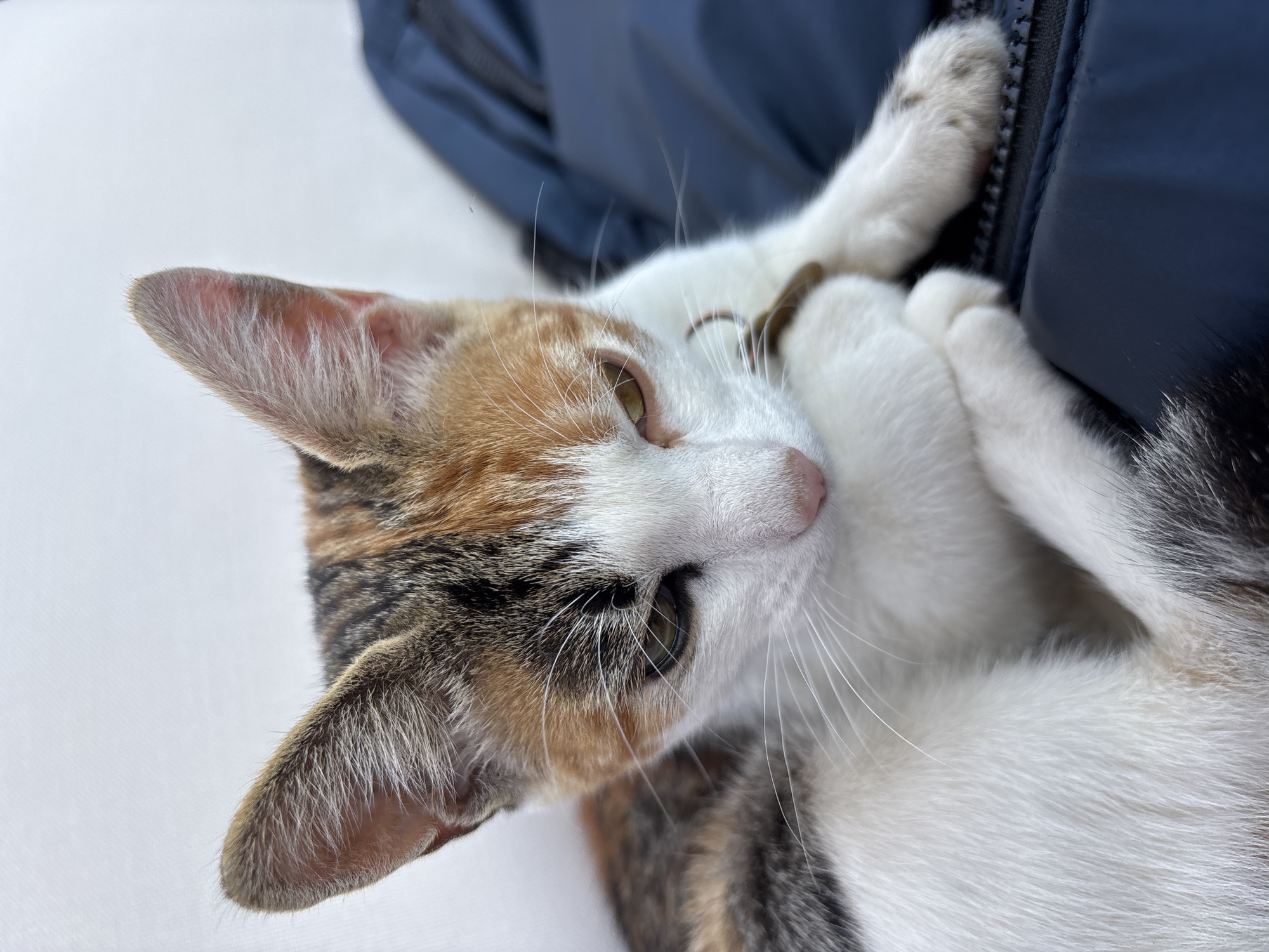 A calico kitten with white, black, and orange fur is resting on a dark blue surface, possibly a jacket. The kitten's ears are alert, and its eyes are partially closed, giving it a drowsy appearance. Its paws are tucked in, and one paw rests on the dark surface. The background is white and out of focus. The image does not contain any information related to the city of Zvenigorod, Russia.