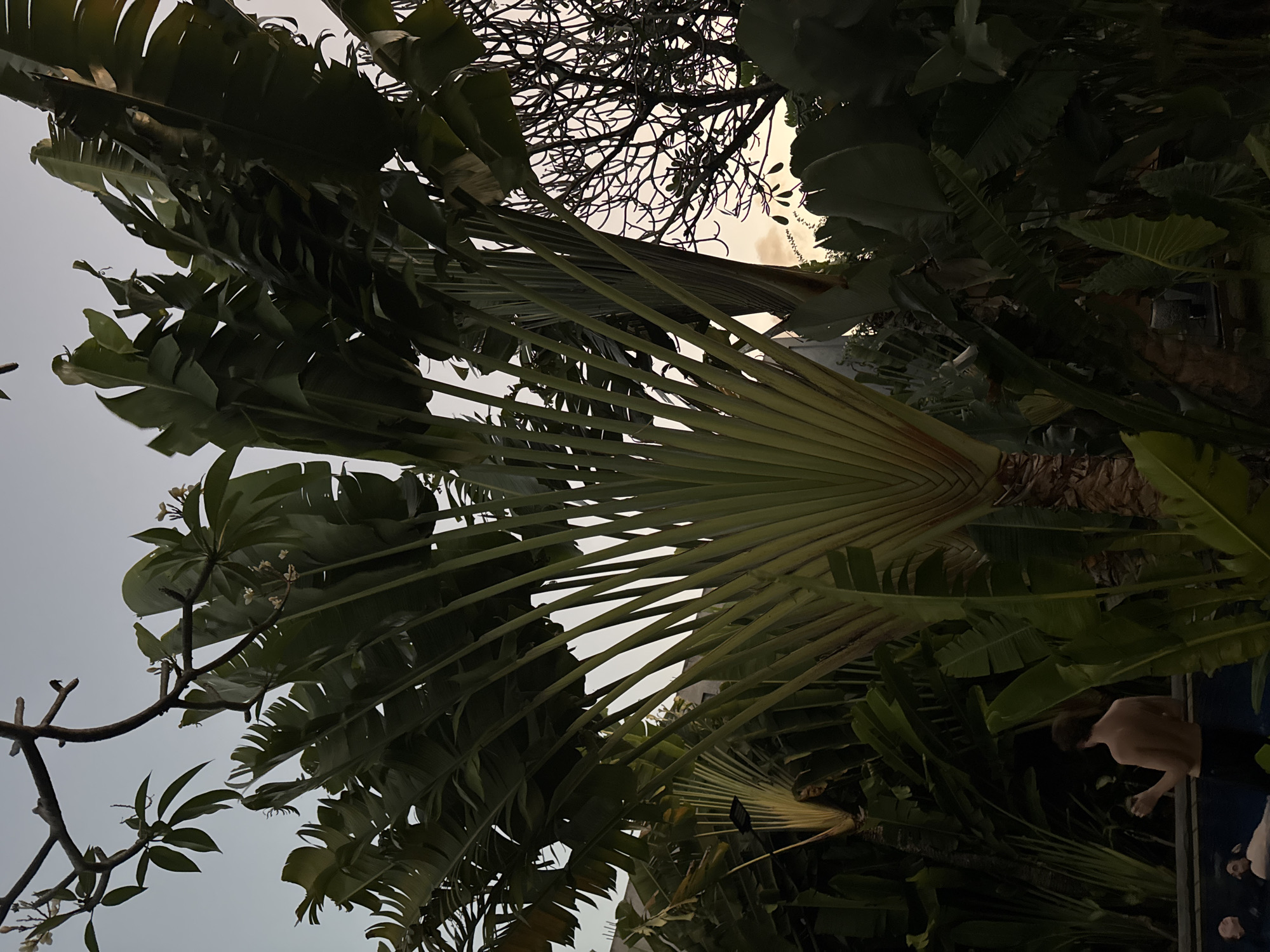 The image captures a twilight scene in Denpasar, Indonesia, featuring lush tropical foliage dominated by large fan-like palm leaves. In the foreground, a person is partially visible, standing near the edge of a pool. The background shows a building and silhouetted trees against a softly colored sky. The overall atmosphere is serene and tropical.