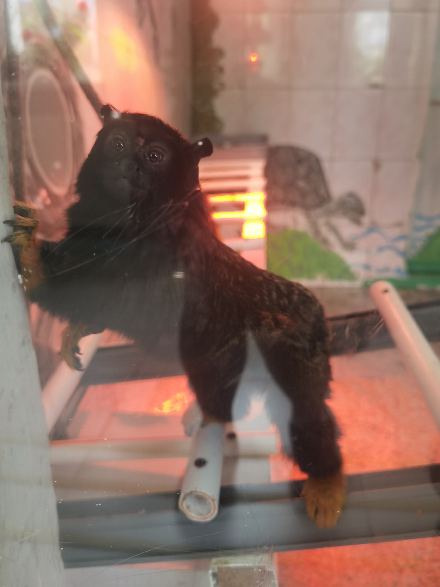 The image, captured in Chaikovsky, Russia, depicts a black-furred Red-handed Tamarin (Saguinus midas) positioned centrally within a glass or acrylic enclosure. The tamarin stands upright, with its left paw clinging to a vertical white PVC pipe on the left side of the frame. Its right leg is bent, and its right foot, distinguished by its reddish-brown fur, rests on a horizontal white PVC pipe in the lower center. The animal's face, also black, is directed towards the viewer, with reflective dark eyes. Its lower back/rump area displays a patch of white fur, contrasting with its predominantly black body and reddish-brown hands and feet.
The enclosure is brightly illuminated by an intense orange-red light source, likely a heat lamp, originating from the lower right, casting a warm glow on the floor and portions of the tamarin. The transparent barrier exhibits minor smudges and reflections. In the background, a light-colored, possibly tiled wall is visible, adorned with faint, stylized murals depicting a green landscape with blue and white elements, and a dark, indistinct shape resembling a tortoise. Another faint yellow light source is visible in the upper background. No people are visible in the scene.
