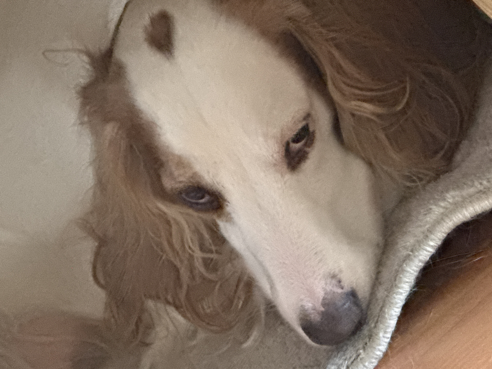 This is a close-up, slightly blurry photograph of a dog, likely a Borzoi, resting. The dog's head is the primary subject, filling most of the frame. Its coat is predominantly white with patches of light brown or tan, particularly around its head and ears. A distinctive, darker brown spot is visible on its forehead. The dog's long, slender muzzle is turned slightly away from the camera, and its eyes, which appear dark, are partially visible, conveying a sense of weariness or contemplation.
The dog appears to be nestled into a soft, light-colored fabric, possibly a blanket or cushion, which is visible in the lower right portion of the image. The texture of this fabric is slightly ribbed. The background is out of focus and consists of muted, neutral tones.
The lighting suggests an indoor setting, possibly in the evening or on a cloudy day, as there are no harsh shadows. The overall mood of the image is calm and intimate, focusing on the quiet presence of the dog. There is no visible text in the image. The implied location context of Moscow, Russia, does not provide any specific visual cues within the image itself.