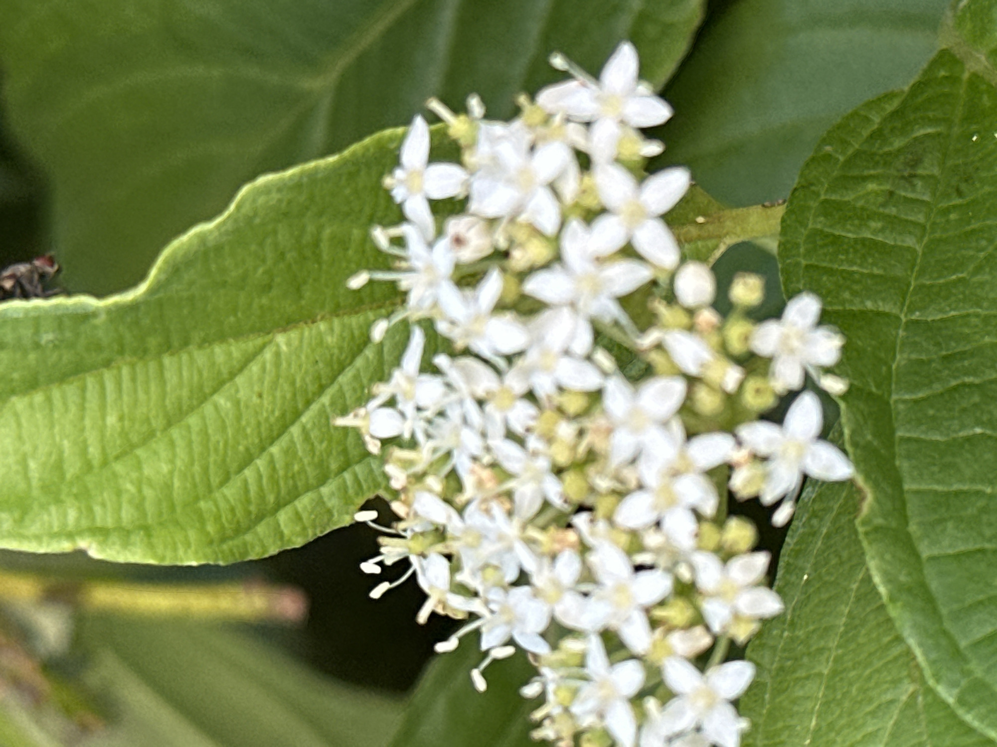 A close-up shot captures a cluster of small, white flowers against a backdrop of lush green leaves and a dark, out-of-focus background. The flowers are delicate, with multiple petals and prominent stamens. The leaves are textured, with visible veins. A tiny insect, possibly a fly, is visible on the edge of one of the leaves in the upper right portion of the frame. The overall scene suggests a natural, outdoor setting, likely a garden or park. No specific landmarks or recognizable features of Podolsk, Russia, are present in the image.
