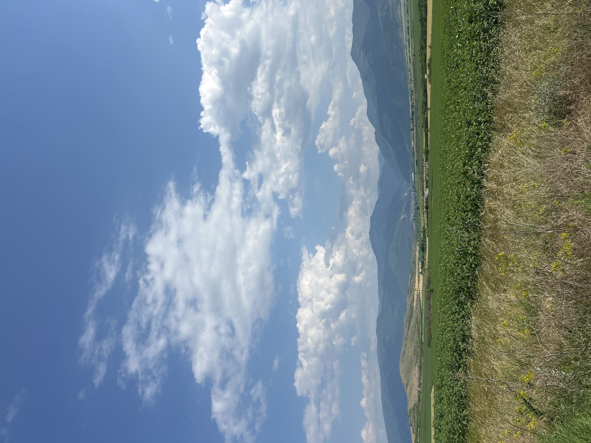 This image depicts a wide-angle landscape view of agricultural fields and distant mountains under a blue sky with scattered cumulus clouds, identified as the area around Isperihovo, Bulgaria. The foreground is dominated by dry, straw-colored grasses and weeds, intermingled with some green foliage and sparse yellow wildflowers. Immediately beyond the foreground, a large, cultivated field of dense, green leafy plants, possibly a crop, extends across the mid-ground. Further back, another field exhibits lighter green and yellowish tones. In the mid-distance, a gently sloped, dry, light brown and green hill is visible, with a single utility pole and associated power lines standing vertically. Beyond the cultivated fields and hills, a distinct range of dark green mountains or large hills forms the horizon. The sky overhead is a vibrant blue, populated by numerous white cumulus clouds of varying sizes and densities, with the upper-left quadrant showing more open blue sky. No people or animals are visible. The scene suggests a clear, sunny day.