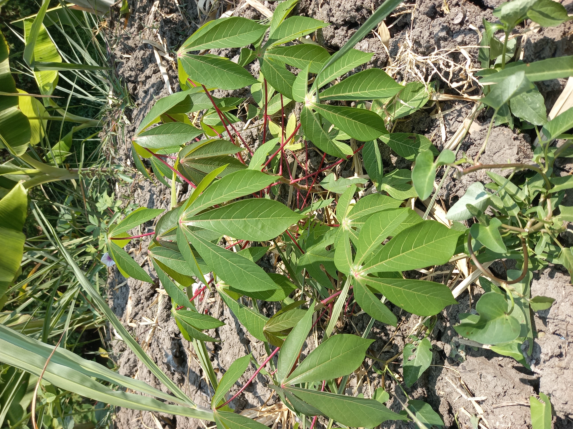 In Kebon Agung, Indonesia, a young cassava plant with palmate green leaves and red stems grows in dry, cracked soil. The plant is situated amidst other vegetation, including what appears to be sugarcane on the left and banana plants in the background. The ground is littered with dried plant debris. The scene is illuminated by natural sunlight.