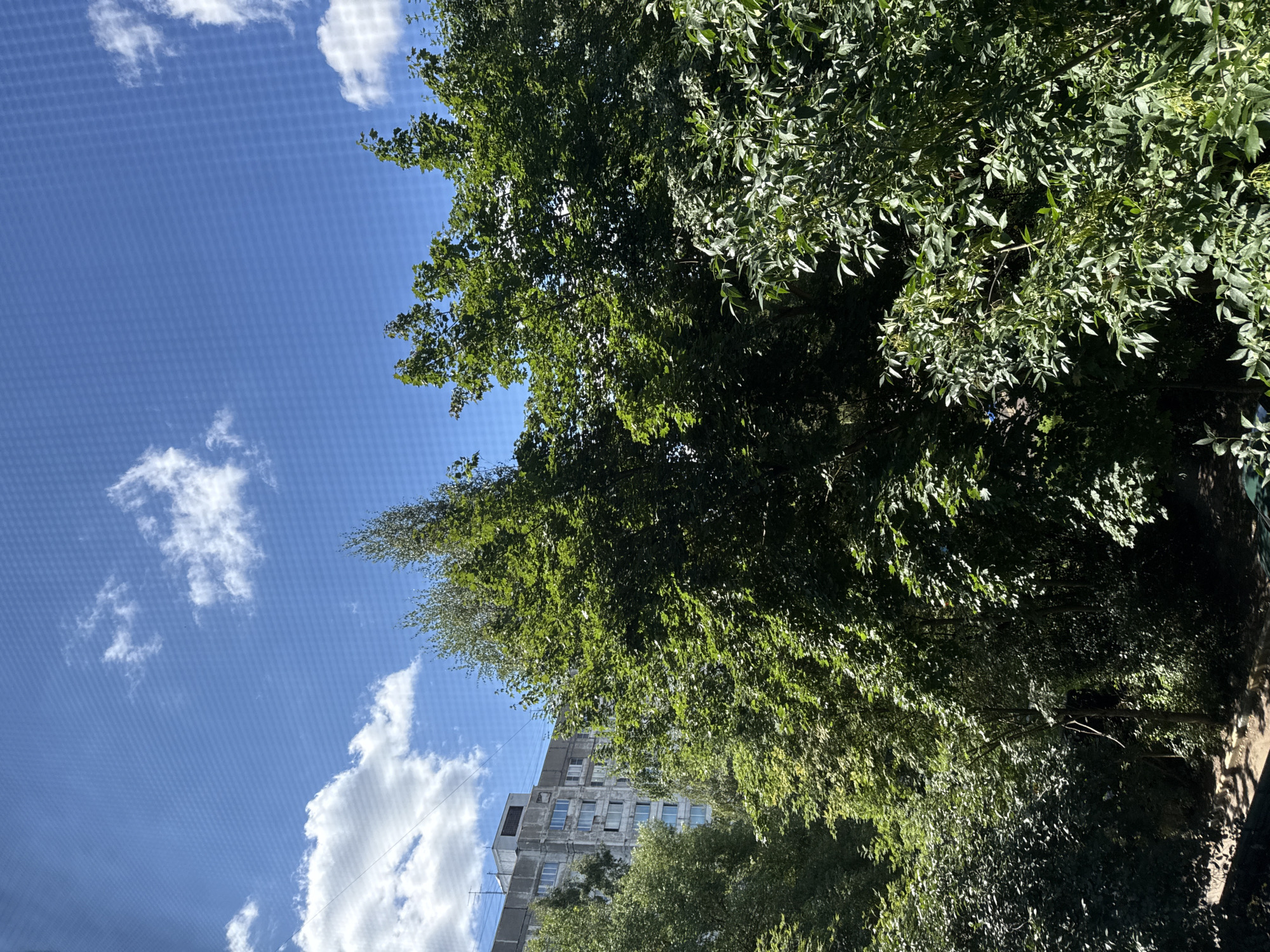 This image depicts a view of a residential building and lush green trees against a bright blue sky with scattered white clouds. The building, which appears to be an apartment block typical of Soviet-era architecture, is located in Khimki, Russia. It is a multi-story structure with a concrete facade and numerous windows. The trees in the foreground and middle ground are dense and full of leaves, suggesting a warm season, likely summer. Sunlight filters through the branches, creating areas of light and shadow. The scene is captured from an elevated perspective, possibly from a window or balcony. There are no people or visible vehicles in the frame. The overall impression is one of a serene urban landscape where nature is intertwined with residential development.
