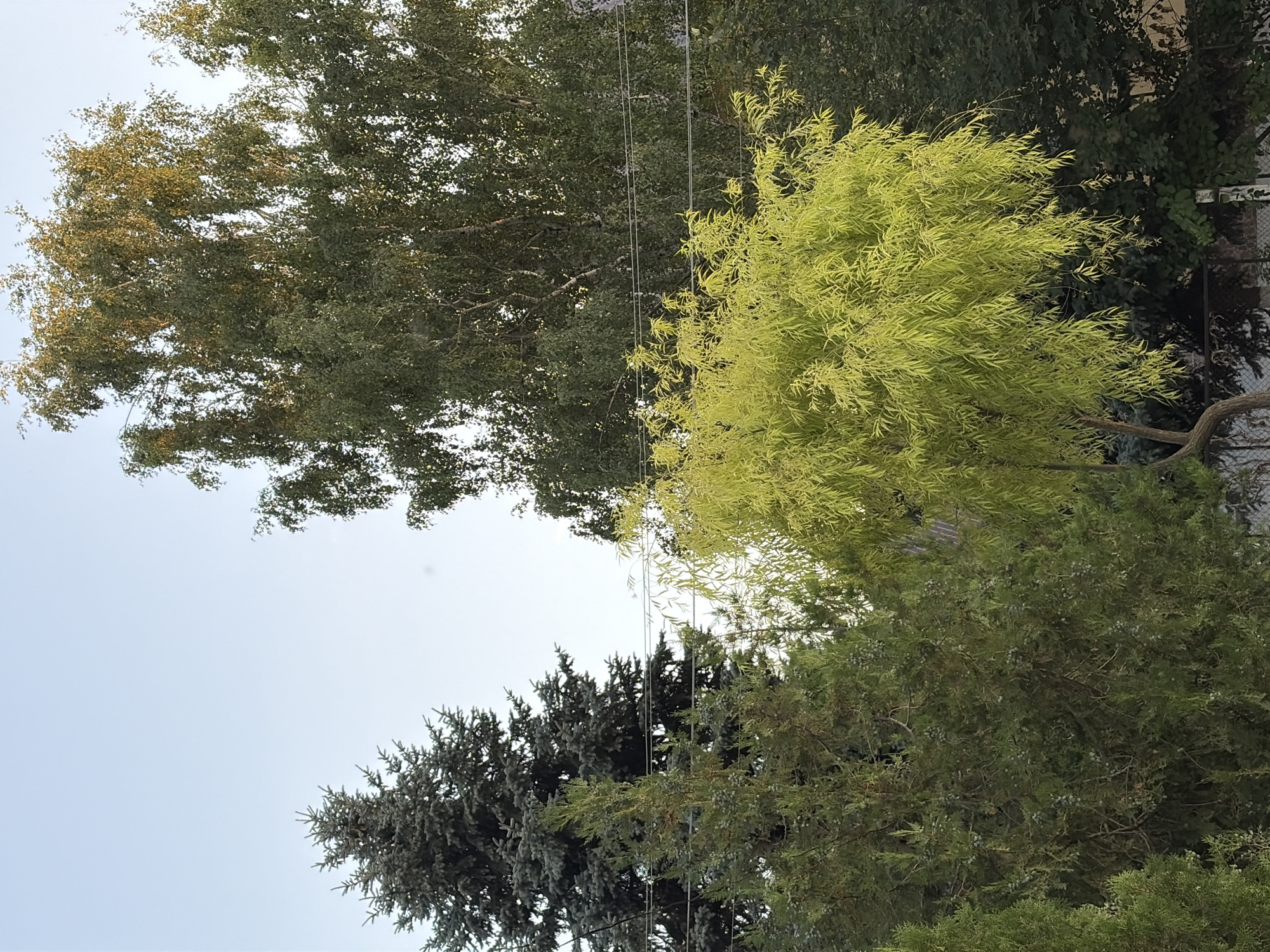 The image shows a cluster of trees against a pale sky. On the left, a dark green evergreen tree, possibly a spruce, stands tall. In front of it, a lighter green evergreen tree, likely a juniper, has small, round fruits visible on its branches. To the right, a large deciduous tree with broad, dark green leaves dominates the background. In the foreground and center, a weeping willow tree with bright lime-green, elongated leaves creates a stark contrast. Thin, horizontal power lines run across the middle of the frame, obscuring parts of the trees behind them. The overall scene suggests an outdoor environment, possibly a garden or park in Oxentea, Moldova, with dense foliage and clear weather. There are no people or animals present in the image.