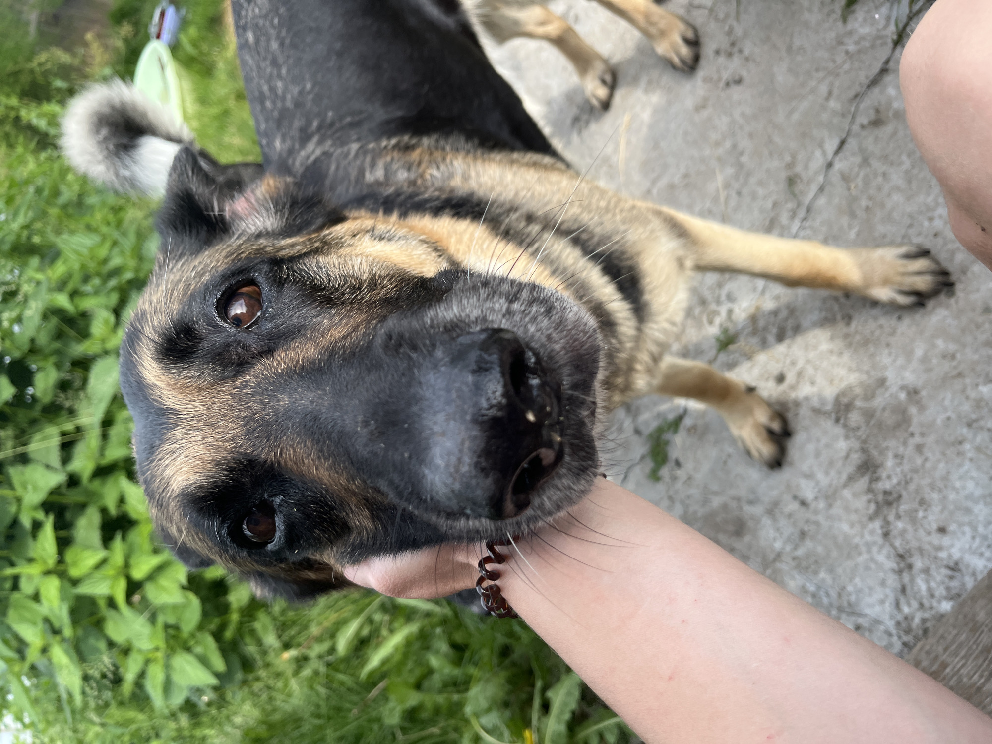 A German Shepherd dog is being petted by a person's hand in an outdoor setting. The dog's head is close to the camera, with its eyes looking directly at the viewer. The dog has tan and black fur. The person's arm is visible on the left side of the image, and they are wearing a brown spiral bracelet. The background consists of green foliage and a light-colored concrete surface. The scene is not identifiable as being in Nizhny Tagil, Russia.