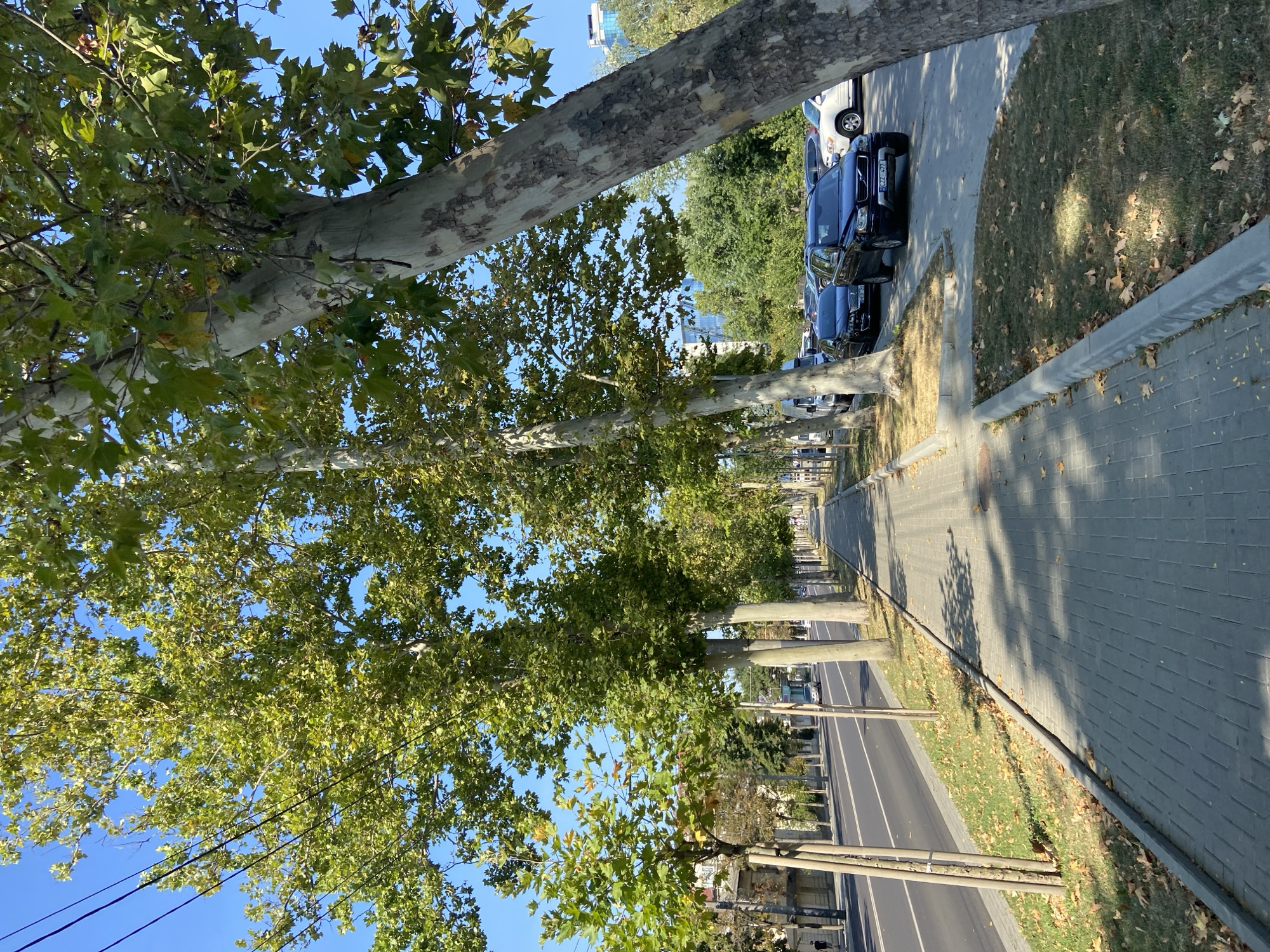 This is a photograph of a sidewalk and a street lined with trees in a city. The sidewalk is paved with gray interlocking pavers and is bordered by a gray concrete curb. Grass and fallen leaves are visible in the strips of land between the sidewalk and the street, and between the street and parked cars. Several large trees with light-colored, patterned bark and green leaves are planted along the sidewalk, casting shadows on the pavement. On the street, cars are driving and parked. The sky is clear and blue.