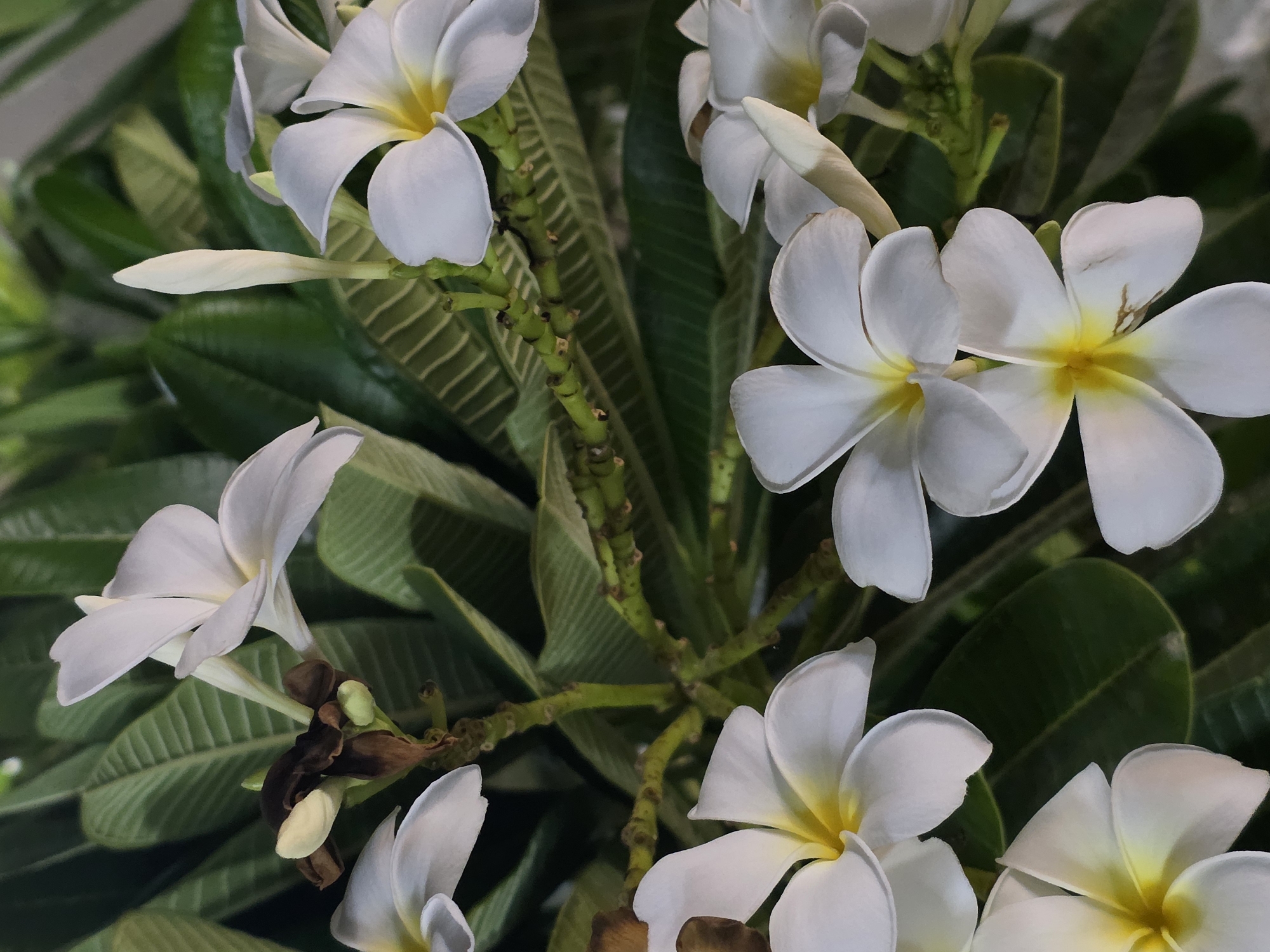 This is a close-up, overhead shot of several white plumeria flowers with yellow centers, set against a backdrop of dark green leaves. The flowers are in various stages of bloom, with some fully open and others still budding. The stems are green and appear to be a bit woody, with small brown nubs where leaves or flowers once were. Some of the leaves are slightly faded or damaged, suggesting they may be older.
The lighting appears to be soft, possibly natural light on an overcast day or in a shaded area. There are no visible people, text, or strong indications of a specific time of day or weather conditions beyond what can be inferred from the light. The overall impression is one of natural beauty and tranquility, focusing on the delicate details of the flowers and foliage. The setting is likely an outdoor garden or natural environment where plumeria trees grow. Given the mention of Dibba Province, Oman, this scene is likely from that region.