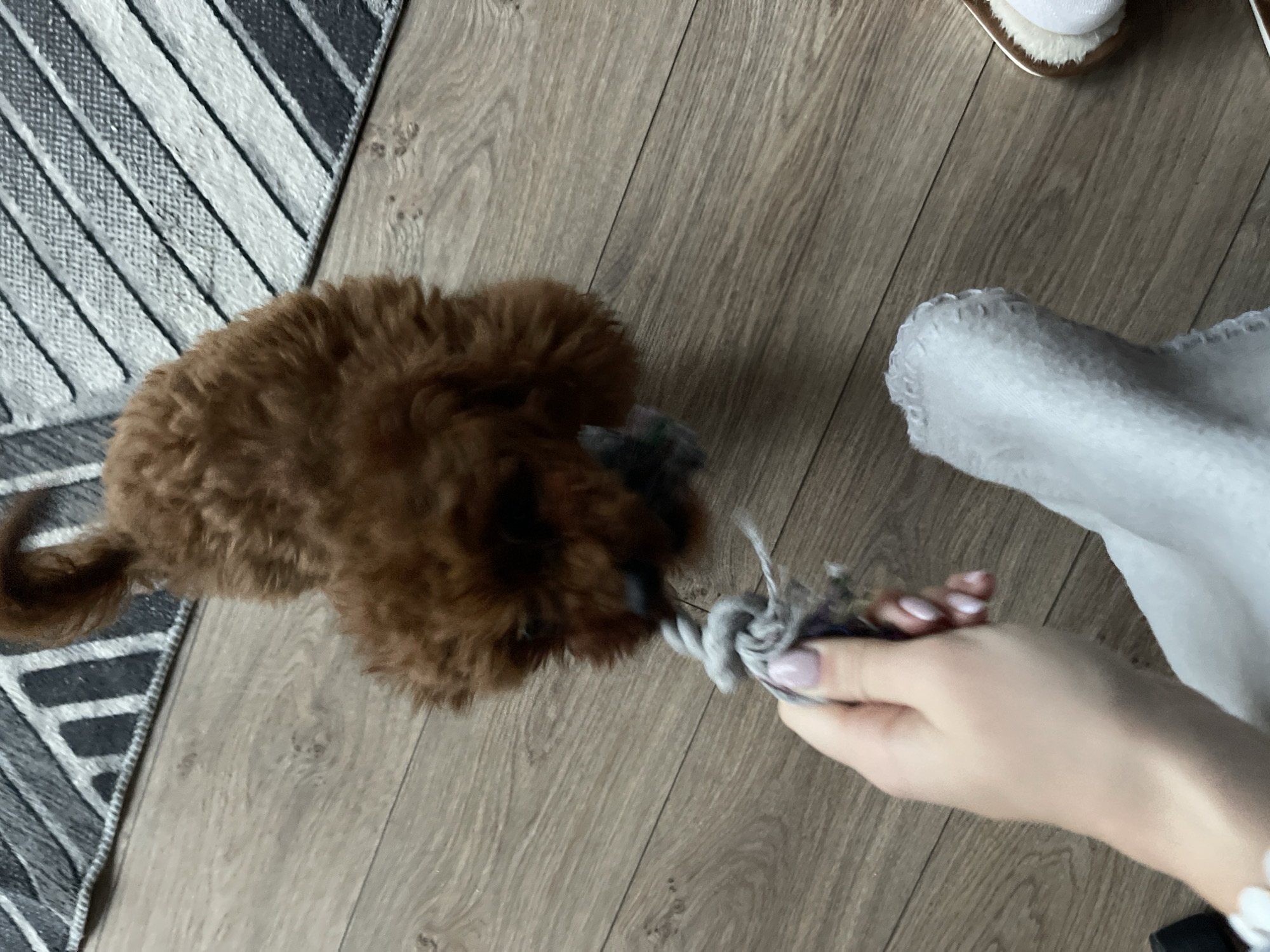 A brown, curly-haired dog is playing tug-of-war with a person's hand. The person is holding a gray rope toy. The dog is on a light brown, wood-patterned floor. Part of a gray and white striped rug is visible on the left, and a white slipper is visible in the upper right. No information is available about the location being Sofia, Bulgaria.