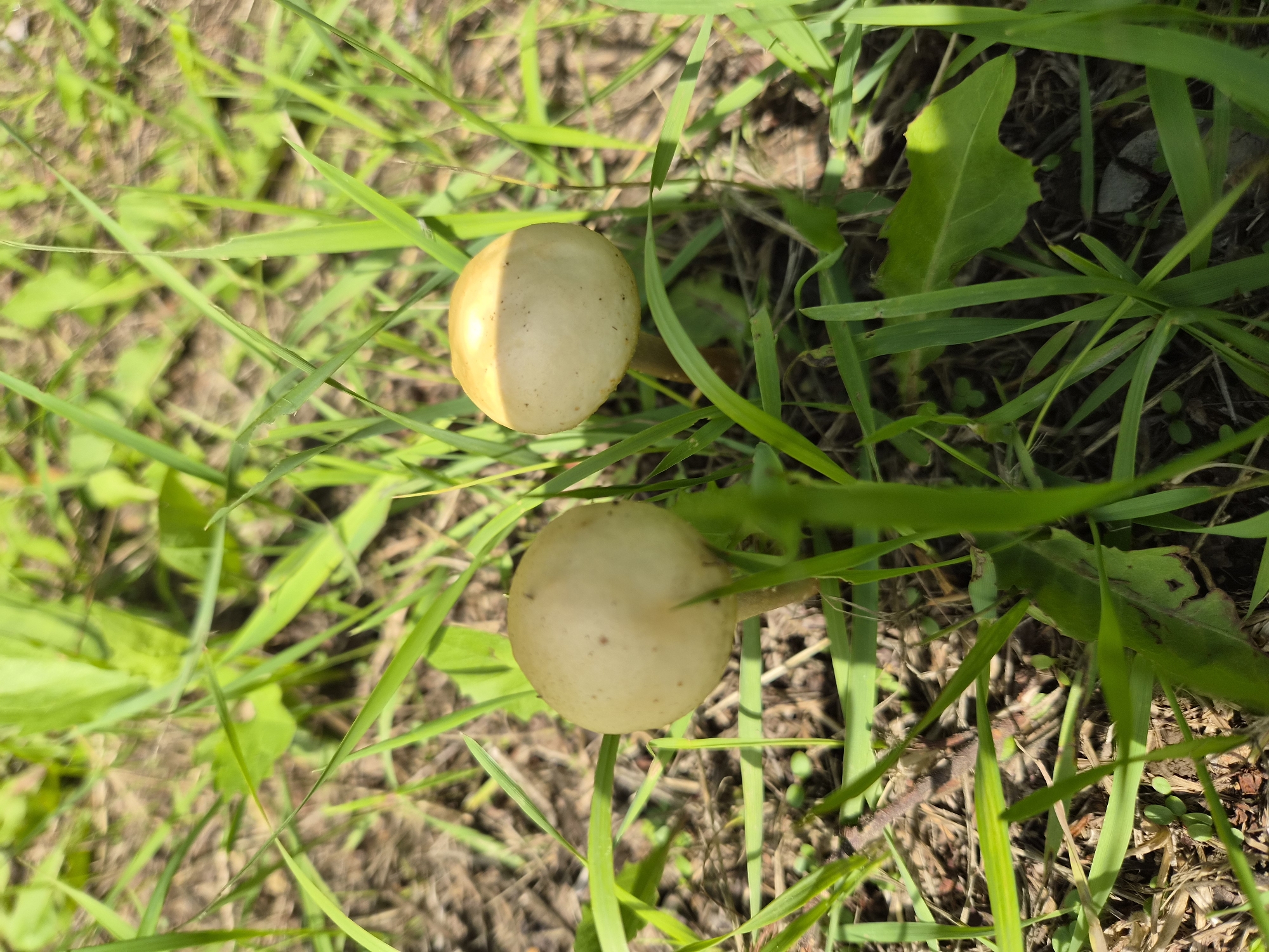 This is a close-up, ground-level photograph taken outdoors in the city of Novosisoevka, Russia, featuring two small mushrooms growing amongst green grass and dry leaves. The mushrooms are light brown to pale yellow with rounded caps. The surrounding vegetation is primarily green grass and some broader leaves, with a background of dry, brown organic matter on the ground. The lighting suggests it is daytime, with sunlight casting shadows and highlighting parts of the scene. There are no people or animals visible in the image. The overall impression is a natural, grassy environment.