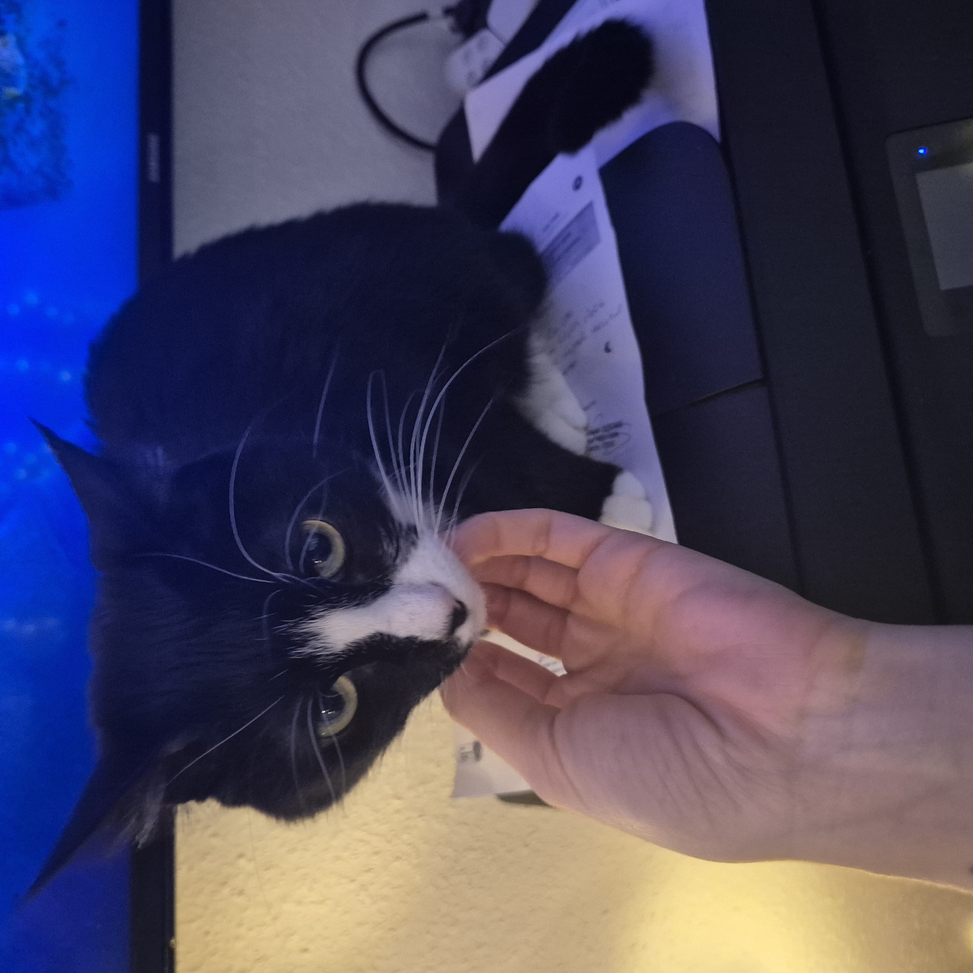 A black and white tuxedo cat lies on a desk with paperwork and a computer monitor in the background. A person's hand is reaching towards the cat's face. The location in the city of Strasbourg, France cannot be determined from the image.