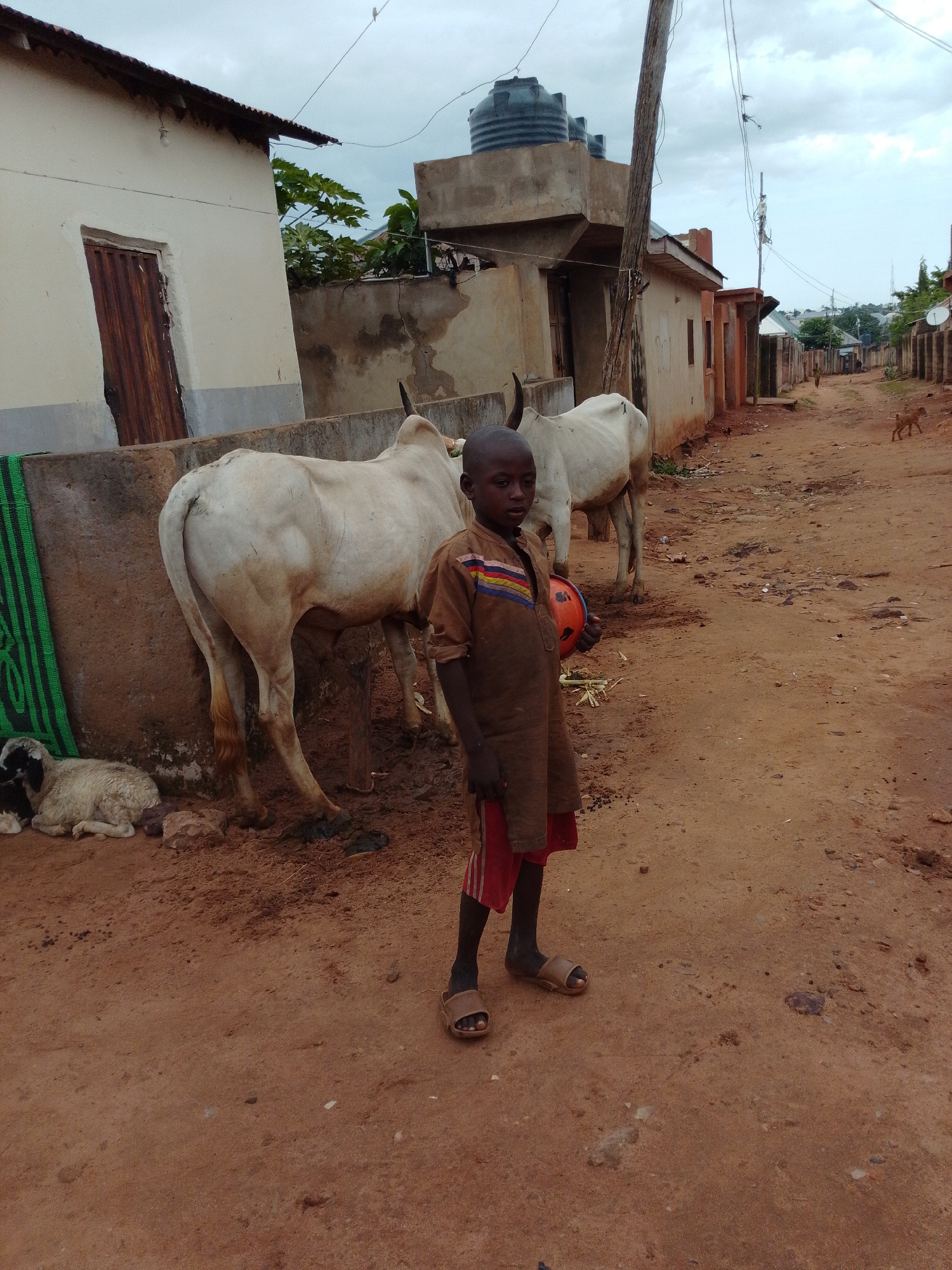 In Tempure, Nigeria, a young boy stands in a dirt road in front of a cream-colored building with a corrugated iron roof and a rusty metal door. He is holding a bright orange ball and wearing a brown, short-sleeved shirt with colorful stripes and red shorts. Behind him, two white cows are tethered to a concrete barrier. To the left of the cows, a white lamb is lying down. The environment appears to be a village or rural area with other buildings visible in the background, and a cloudy sky overhead.