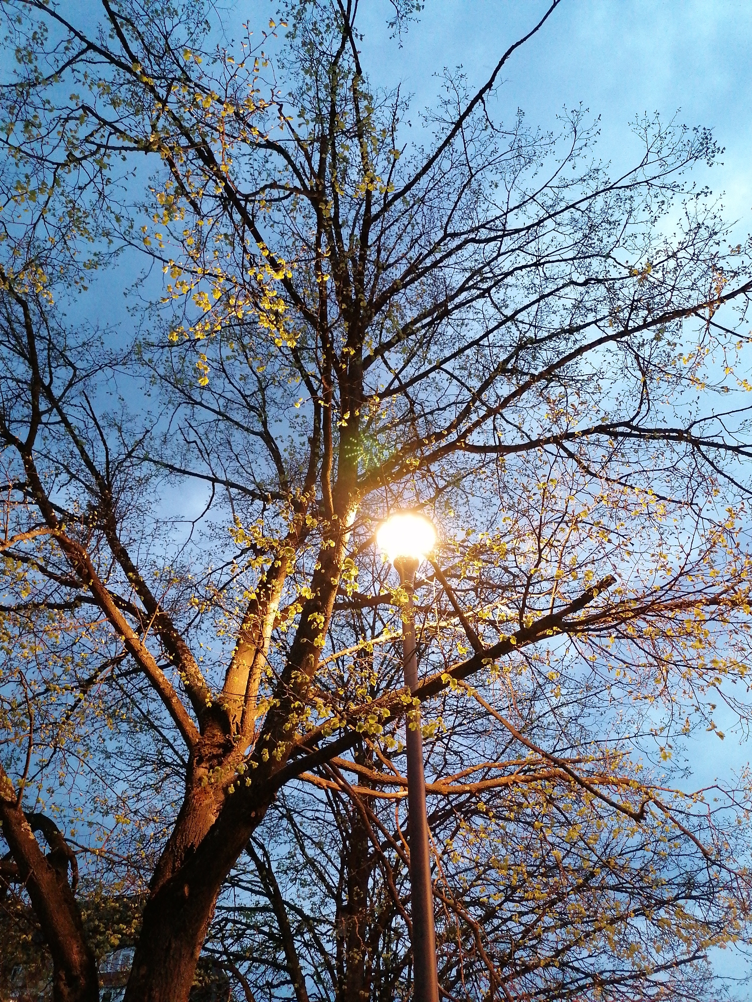A low-angle shot features a leafless tree silhouetted against a dusky blue sky. A street lamp is positioned among the tree branches, emitting a bright glow. The tree's trunk and branches are illuminated by the lamp's light, while its upper parts fade into the dim sky. The overall scene evokes a quiet and slightly surreal urban atmosphere.