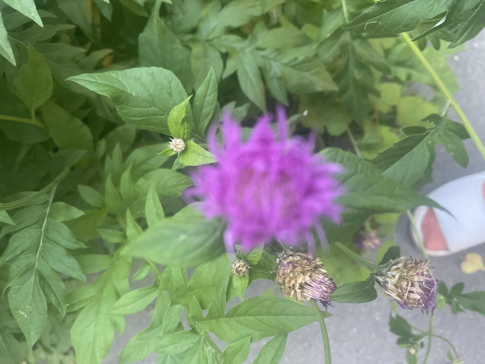 The image shows a close-up of a plant with green leaves and purple flowers, some of which appear to be dried and faded. A person's foot, wearing a sandal with red and white stripes, is visible in the lower right portion of the frame. The background consists of more green foliage and a paved surface, likely a sidewalk or path. The scene is outdoors, with the focus on the natural elements of the plant. There are no specific indicators within the image to confirm its location in the city of Гожули, Ukraine.