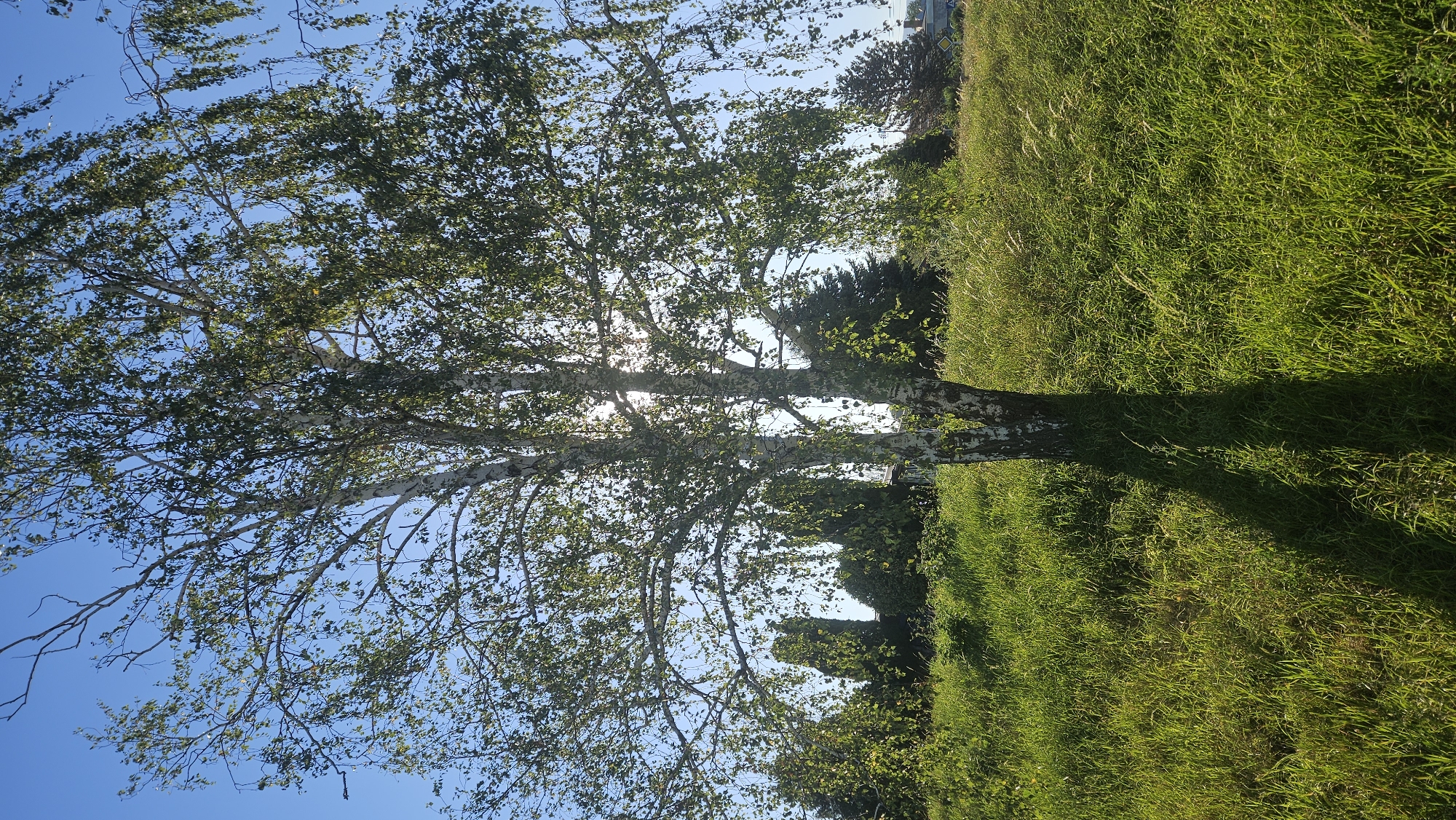 The image shows a birch tree in a grassy field under a clear blue sky. The sun is shining through the leaves of the tree, creating a dappled light effect and casting a shadow on the grass. In the background, there are other trees and a hint of buildings, suggesting a semi-rural or suburban environment. The grass is green and appears to be somewhat overgrown. The scene is peaceful and natural, typical of an outdoor setting in Prešov, Slovakia.