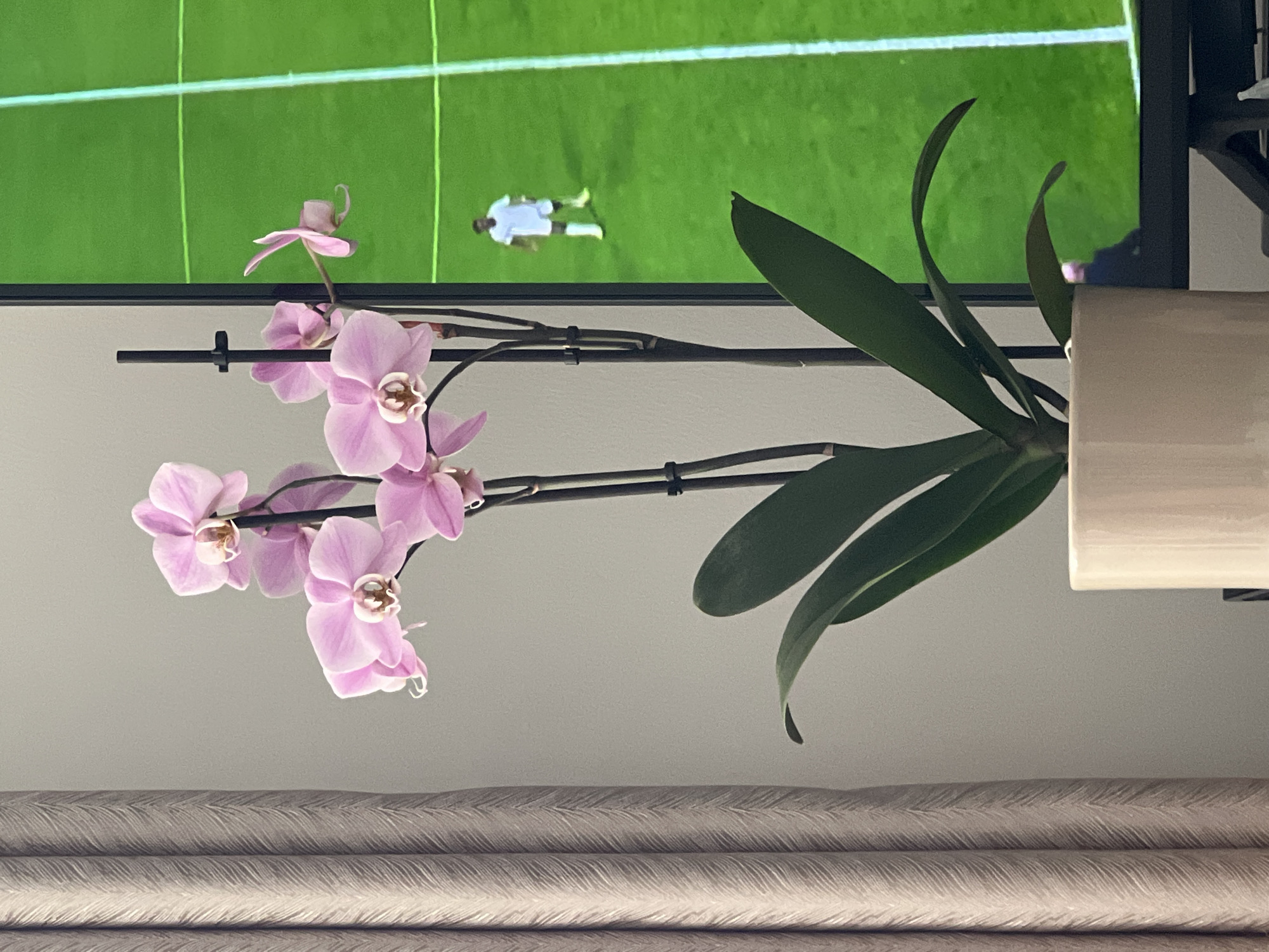 An indoor shot captures a potted orchid with pale pink blooms and dark green leaves in the foreground. To the left, a textured cream curtain hangs. In the background, a television displays a soccer field with a person in a white uniform. The scene is consistent with a domestic setting in Marseille, France.