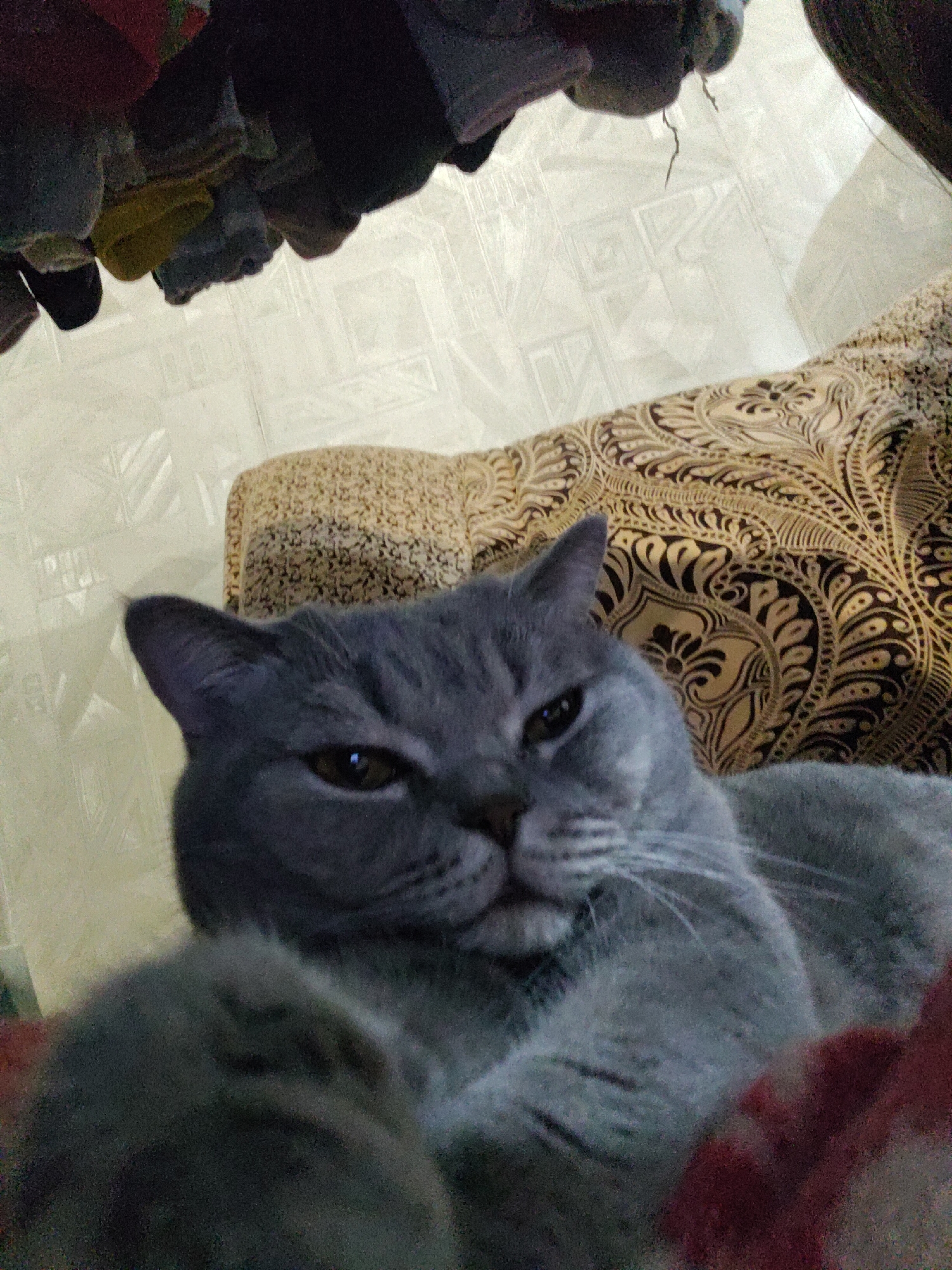 The image displays a close-up of a gray British Shorthair cat resting indoors. The cat, with its dense gray fur, is positioned centrally, looking directly at the camera with narrowed eyes and a distinct, somewhat grumpy expression. Its head and upper torso are in focus, while a reddish-brown blanket or fabric partially covers its lower body in the bottom right.
Behind the cat's head, a decorative pillow or cushion is visible, patterned with intricate dark brown paisley-like designs on a golden-brown background. The background also reveals a light-colored surface, possibly a wall or tiled floor, featuring a subtle geometric pattern. In the upper portion of the frame, several dark fabric items, possibly clothing or socks, are hanging out of focus. The scene suggests a cozy indoor domestic setting. No text is visible.