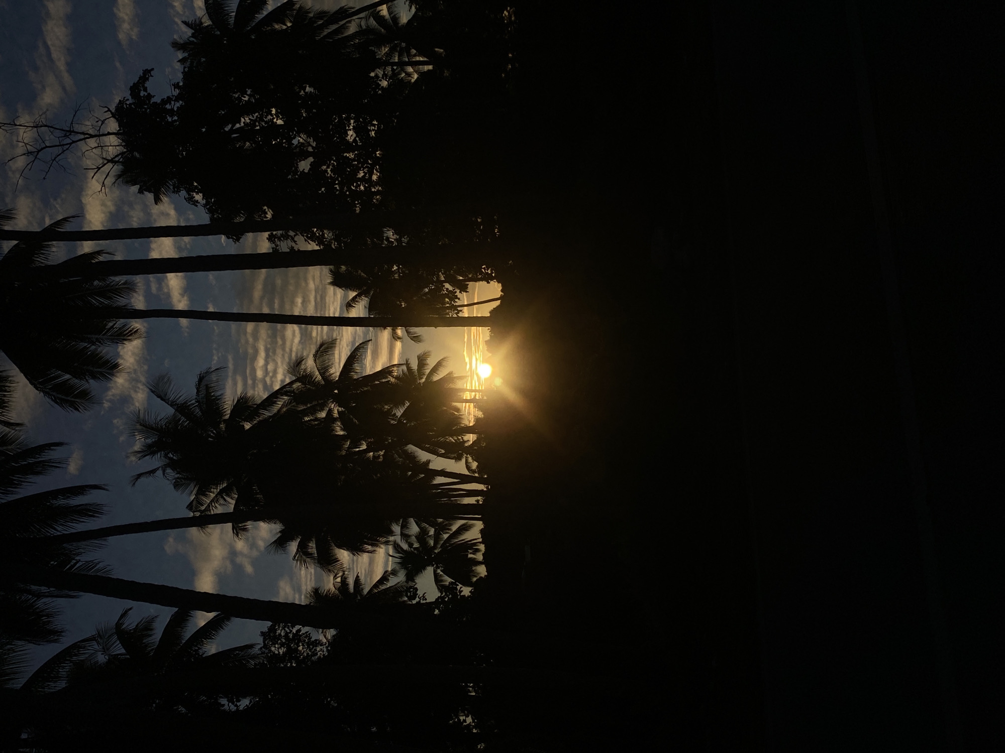 The image depicts a silhouette of palm trees against a twilight sky. The sun is setting, casting a warm glow through the fronds. The foreground is dark, obscuring any details of the ground or any potential viewers. The location is specified as Davao City, Philippines, suggesting a tropical setting.