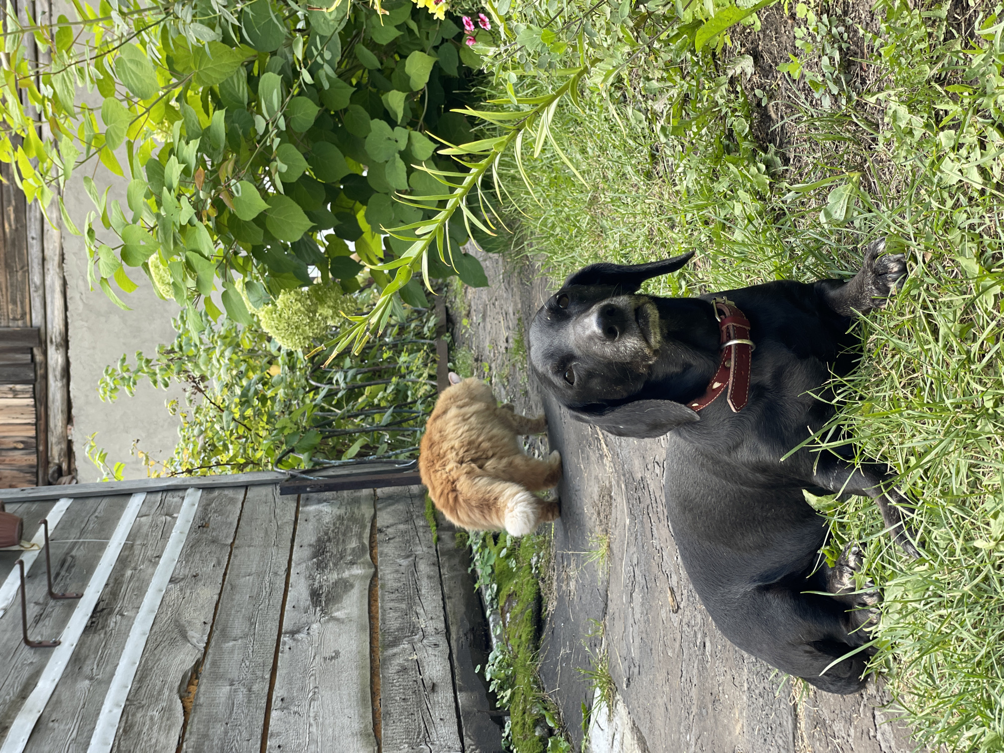 A black dachshund lies in the foreground on a patch of grass, facing left with its head slightly turned towards the camera. Its ears are floppy, and it wears a red collar. Behind the dachshund, a paved path leads into a yard with green foliage. Further in the background, a fluffy orange cat walks away from the camera. To the left of the path is a weathered wooden structure with horizontal planks. The environment suggests a rural or suburban backyard setting in Kamenka, Russia.