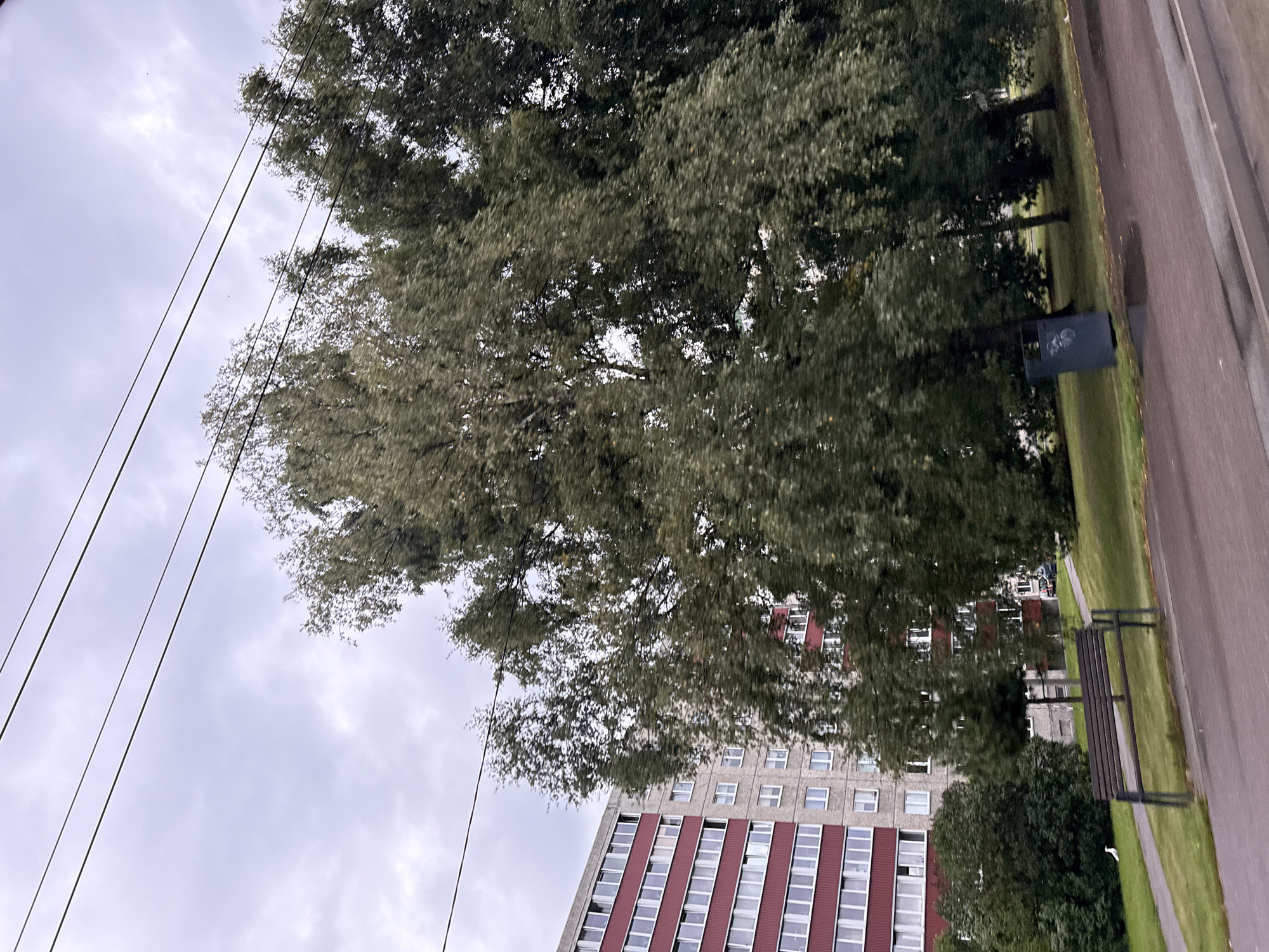 The image depicts a city street scene in Tallinn, Estonia, with a residential building on the left and trees in the foreground and midground. The building is multi-story with a red facade and numerous white-framed windows. A park area is visible in front of the building, featuring a pathway, a bench, and a trash can. Several large trees with dense green foliage dominate the center and right side of the frame. The sky is overcast, and power lines are visible stretching across the top of the image. There is a solitary white bird in the park area. The road in the foreground is wet, suggesting recent rain.
