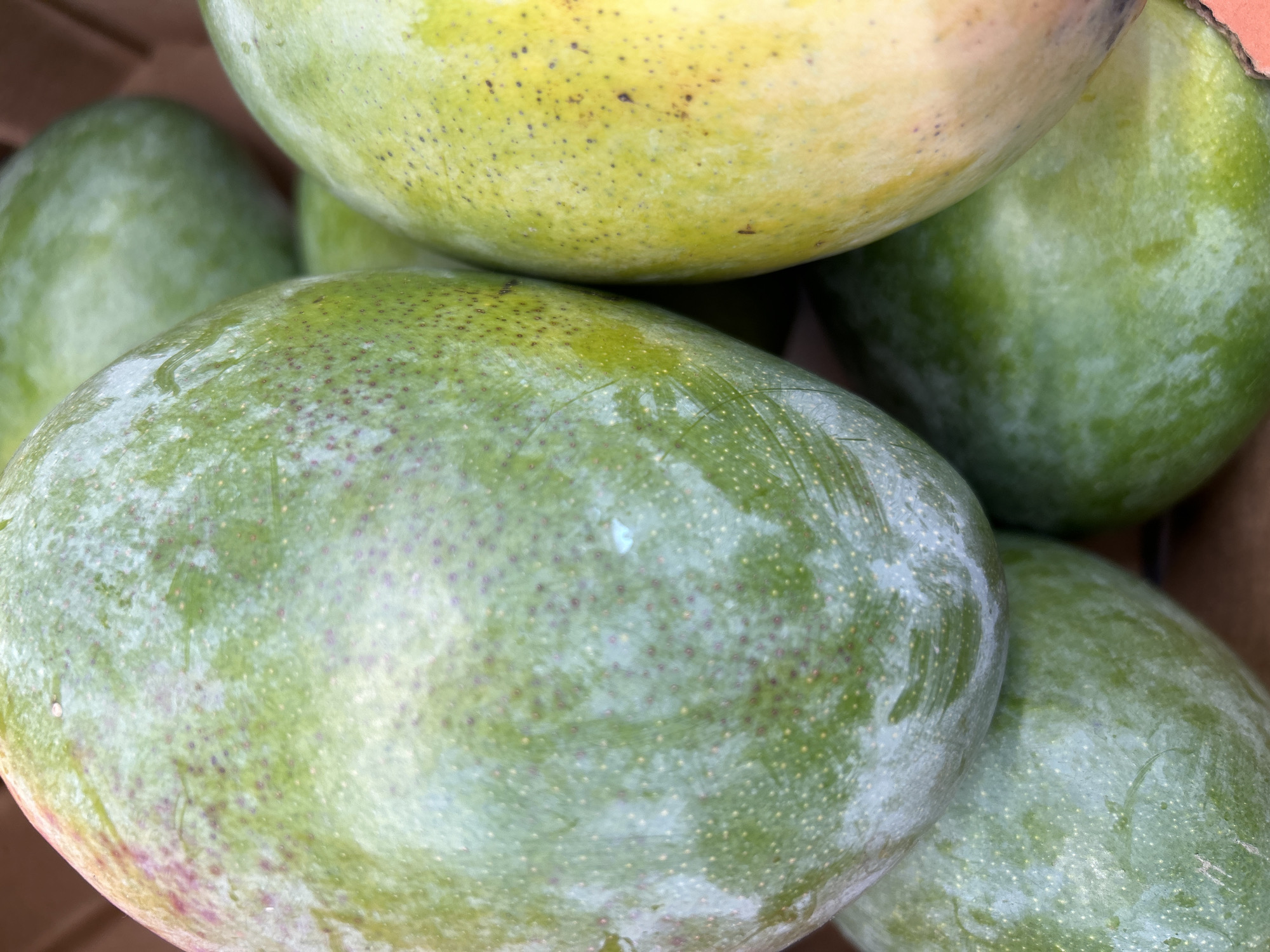 The image is a close-up, overhead view of a pile of green and yellow mangoes. The mangoes are smooth-skinned with a slight waxy sheen. Some of them have a few small, dark specks or dots visible on their surface. The lighting is bright, and the focus is on the textured skin of the fruit. The background is blurred, suggesting a shallow depth of field, and appears to be a cardboard box. There is no indication of the city of Detmold, Germany in the image itself.