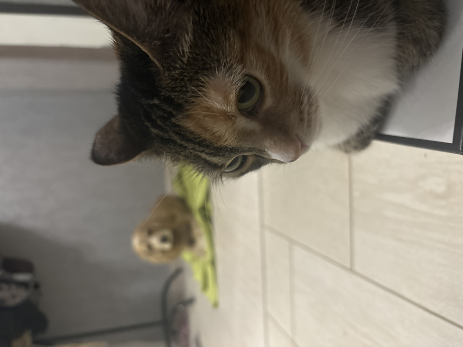 This image depicts an indoor scene within a residential setting in Saint Petersburg, Russia. In the foreground, on the right side of the frame, a calico cat is partially visible, its head and upper body in sharp focus. The cat exhibits a tri-color fur pattern of brown, black, orange, and white, with prominent green eyes and a white muzzle. It rests upon a white surface with a visible black edge, its gaze directed downwards and slightly towards the left. The flooring beneath the cat is a light-colored wooden laminate. In the blurred background, a small, light brown dog, possibly a Cocker Spaniel or similar breed, is lying down on a lime green towel or blanket. The dog is facing forward, its head centered in the distant part of the frame. The background consists of light grey walls, with an indistinct dark object partially visible on the far left. There are no people present.