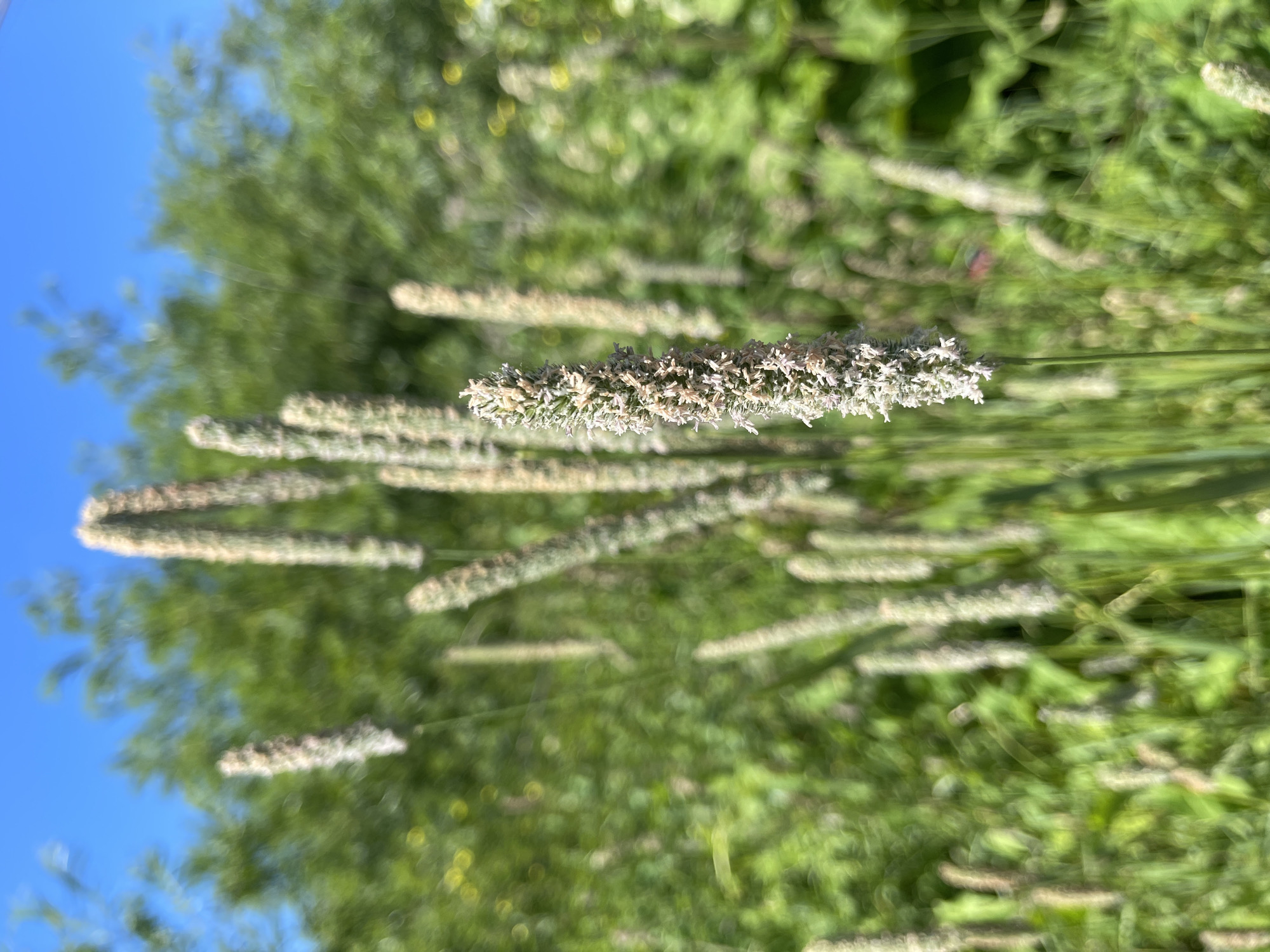 The media file displays a close-up, slightly blurred shot of several grass seed heads against a backdrop of green foliage and a clear blue sky. The primary subject is a cluster of elongated, fuzzy seed heads, appearing light in color with hints of purple or pink. The image is oriented vertically, with the seed heads running diagonally from the bottom left to the top right. The background consists of out-of-focus green leaves and vegetation, suggesting an outdoor, natural setting. The bright blue sky indicates it is daytime with good weather conditions. There is no discernible text in the image. The scene evokes a feeling of summer or late spring in a natural environment, possibly a meadow or field. The location context provided is Zelenogradsk, Russia.