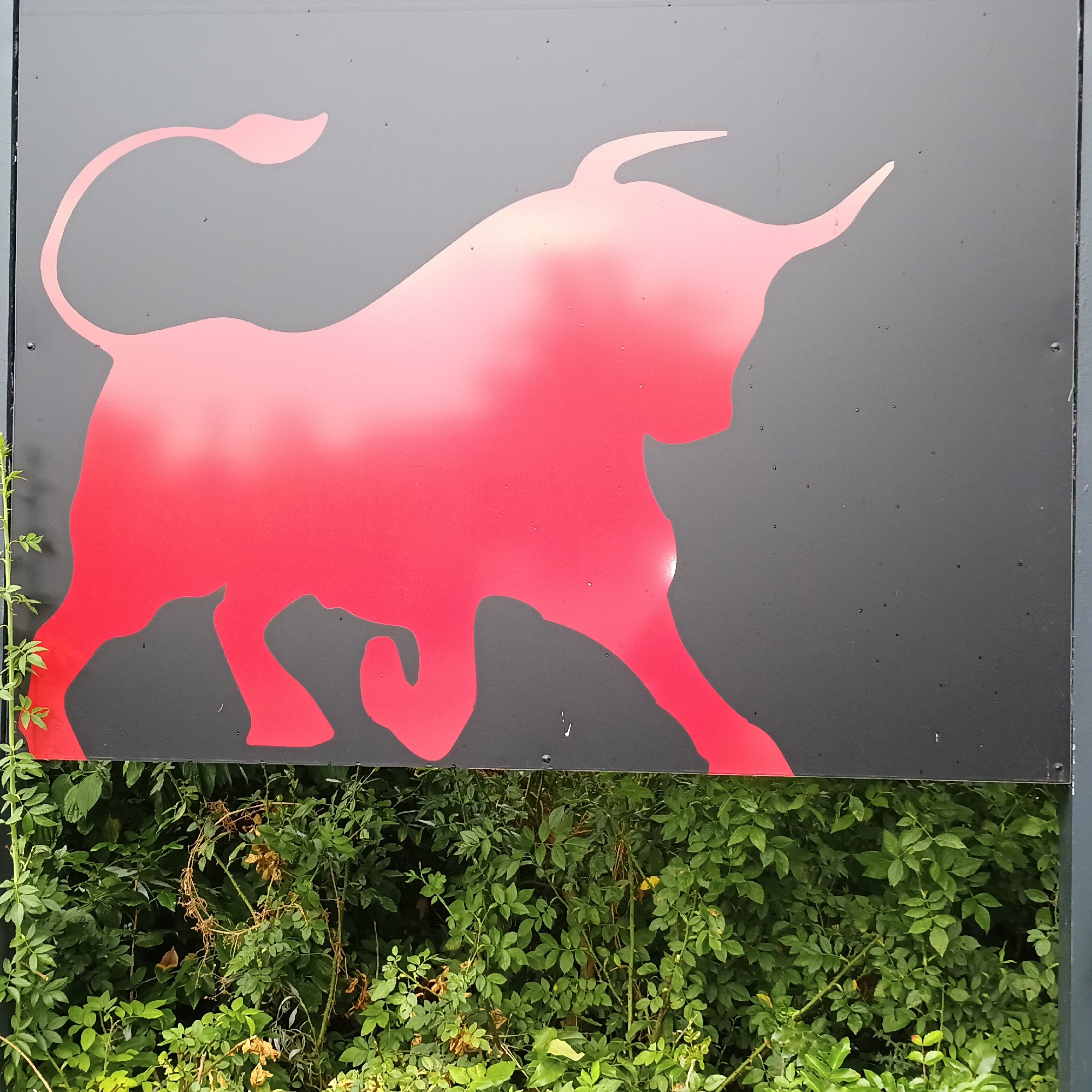 The image shows a close-up view of a black sign with a stylized red bull silhouette. The bull is depicted in profile, facing left, with its tail raised and curled. The red color of the bull fades from a bright red on its body to a lighter pink towards its outline, giving it a gradient effect. The sign appears to be mounted outdoors, as evidenced by the greenery and foliage visible below it. The foliage consists of dense green leaves and some dried branches, suggesting a natural environment. The sign is attached to some sort of framing, with bolts visible along the right edge.
This sign is located in Iserlohn, Germany, specifically on the B236, a federal highway, in the direction ofhemer and Schwerte. It is positioned just before the Autobahn exit for Iserlohn-Letmathe. The sign is a well-known landmark and serves as an indicator for a bull semen company.