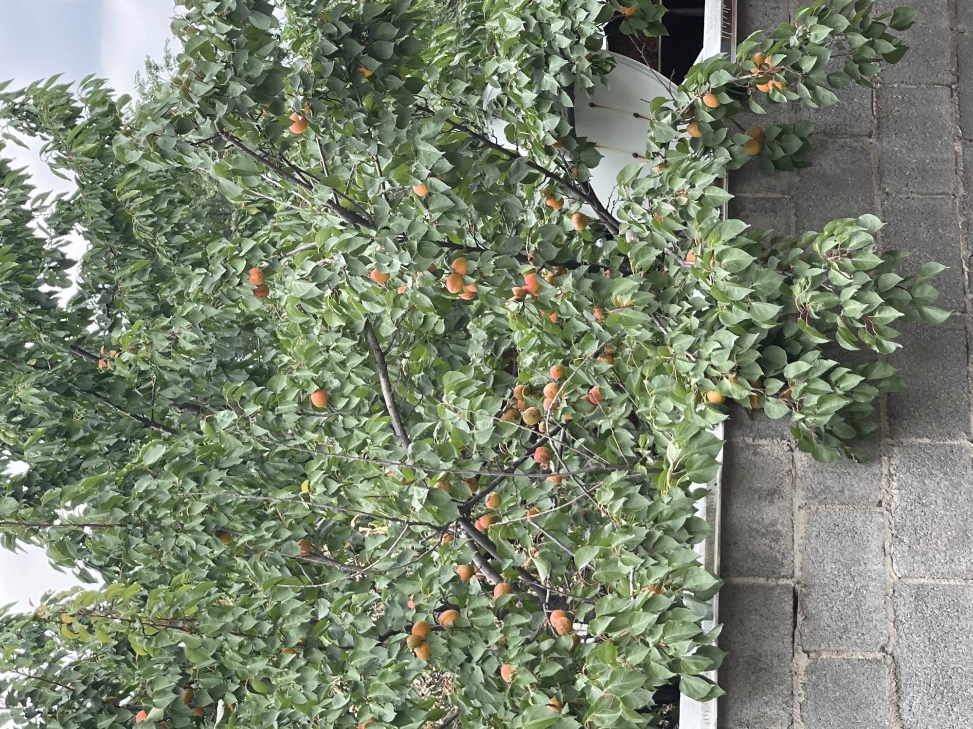 An overhead shot of a mature apricot tree laden with ripe fruit, casting a dense canopy of green leaves over a grey concrete block wall. The apricots, predominantly orange and round, are scattered throughout the branches, some clustered together, others hanging singly. The wall, constructed of large, rough-textured blocks, forms a low barrier beneath the tree. A portion of a white satellite dish is visible peeking out from behind the foliage on the right side of the frame. The sky above is overcast, with a soft, diffused light illuminating the scene. The location is a residential backyard in Bishkek City, Kyrgyzstan.