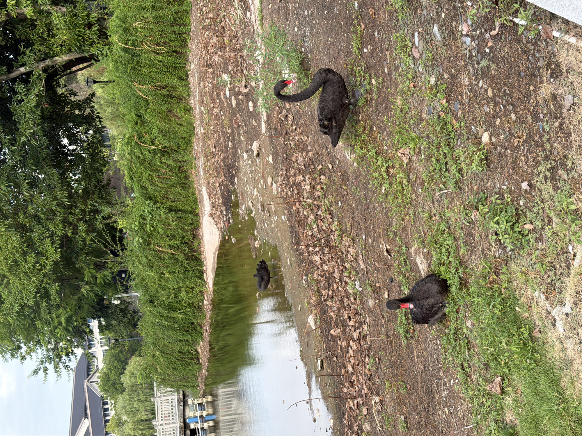 In the city of Jiangjin, China, near a tranquil body of water, three black swans are present. One swan stands on the right side of the frame, facing left, with its neck curved. Another swan is positioned on the left side of the frame, facing forward and looking down. A third black swan is partially visible in the background, near the water's edge. The environment includes a grassy bank scattered with dried leaves and small rocks, a calm body of water, and lush green foliage and trees in the background. Buildings and a bridge are visible in the distance, suggesting an urban park or recreational area.