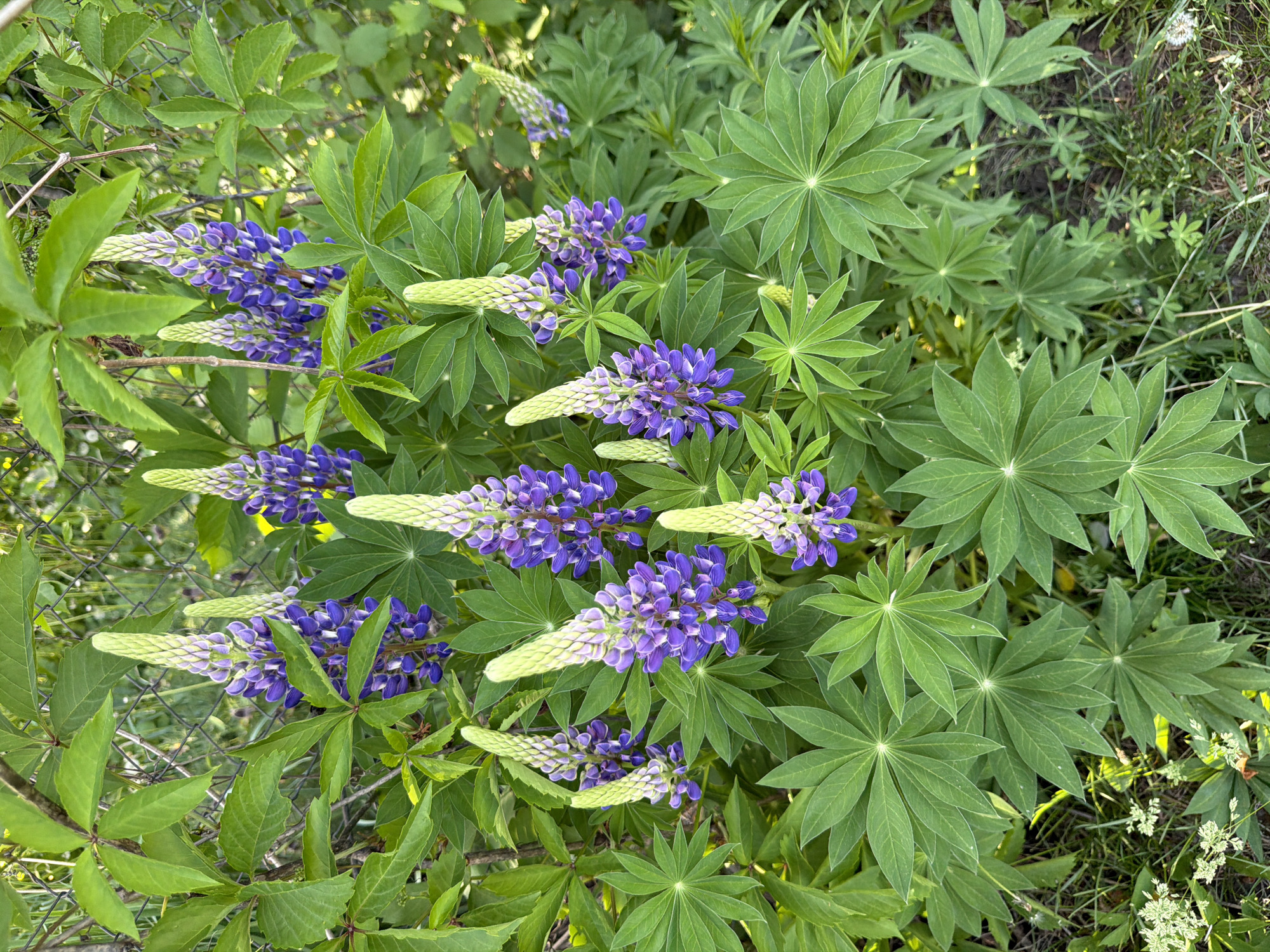 The image shows a close-up view of purple lupine flowers in bloom, interspersed with their characteristic palmate leaves. The flowers are arranged in vertical spikes, with some spikes still showing green buds. The surrounding foliage is lush and green, and some patches of bare ground are visible. The location is Unknown, Unknown.