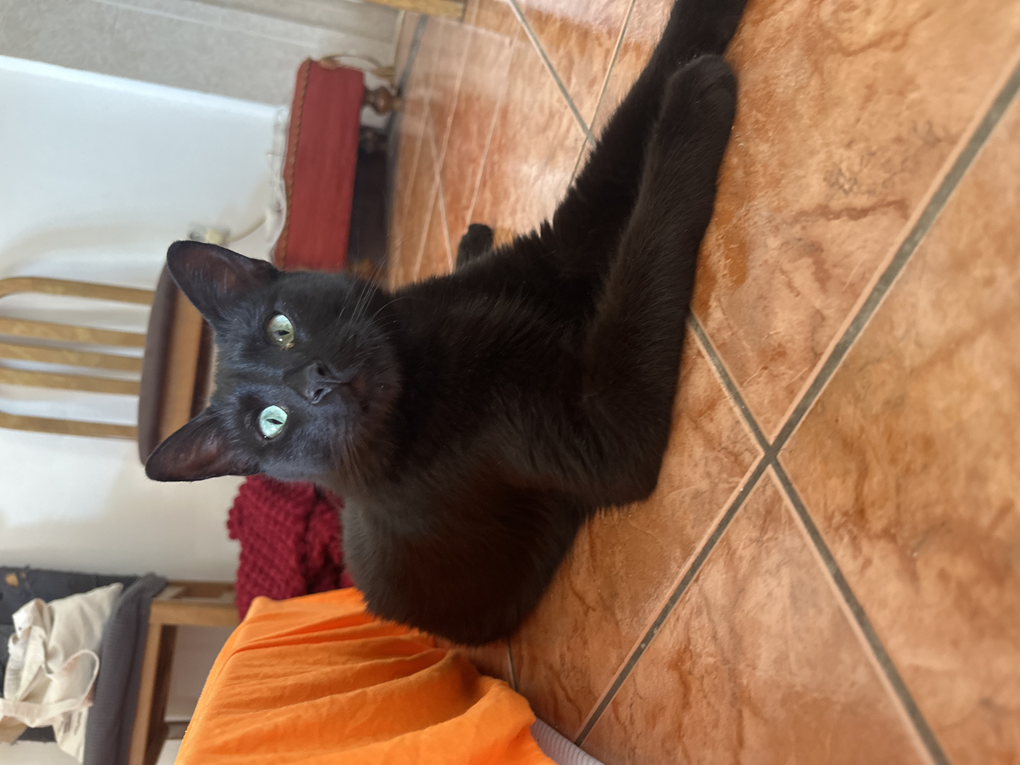 A black cat with bright green eyes is lying on an orange fabric, possibly a blanket or a piece of clothing. The cat is positioned on a floor covered with terracotta-colored square tiles, separated by dark grout lines. The cat's body is mostly hidden by the orange fabric, but its head and front legs are clearly visible. The cat is looking up and slightly to the left, with its ears perked. Its expression is alert and curious.
In the background, a piece of dark furniture with light-colored cushions is visible, along with a wooden chair and a red textile. The setting appears to be indoors, likely a living space. The lighting suggests it is daytime. The image is taken from a slightly elevated angle, looking down at the cat. There is no visible text in the image. The overall impression is one of a domestic scene, with the cat as the central subject.