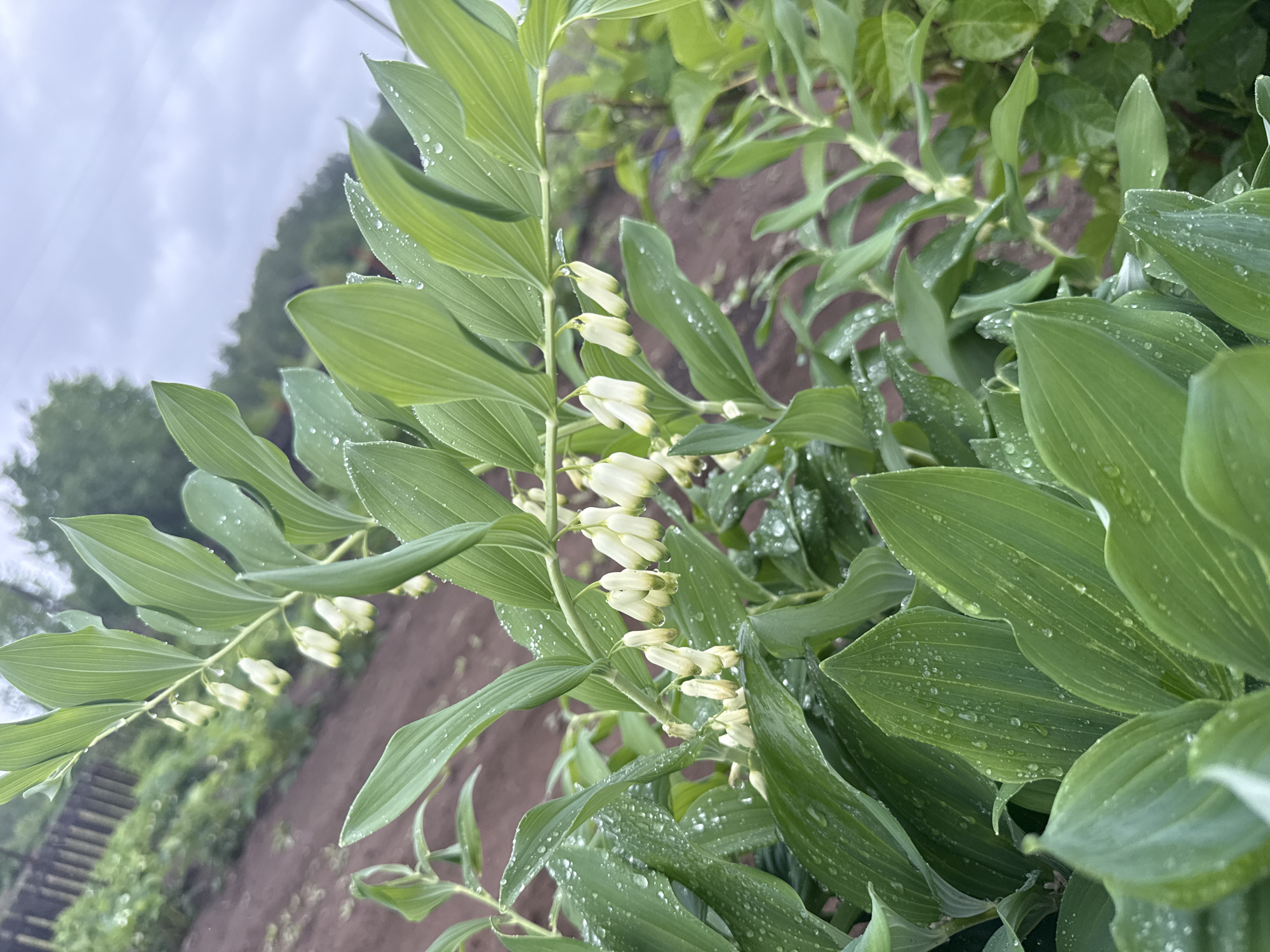 The image shows a plant with drooping, bell-shaped white flowers and large, ovate green leaves covered in water droplets, likely after rain. The plants are growing in a garden bed with soil visible in the background. A blurred fence and vegetation are seen in the distance. The overcast sky suggests a cloudy day. The location is Уральское, Russia.