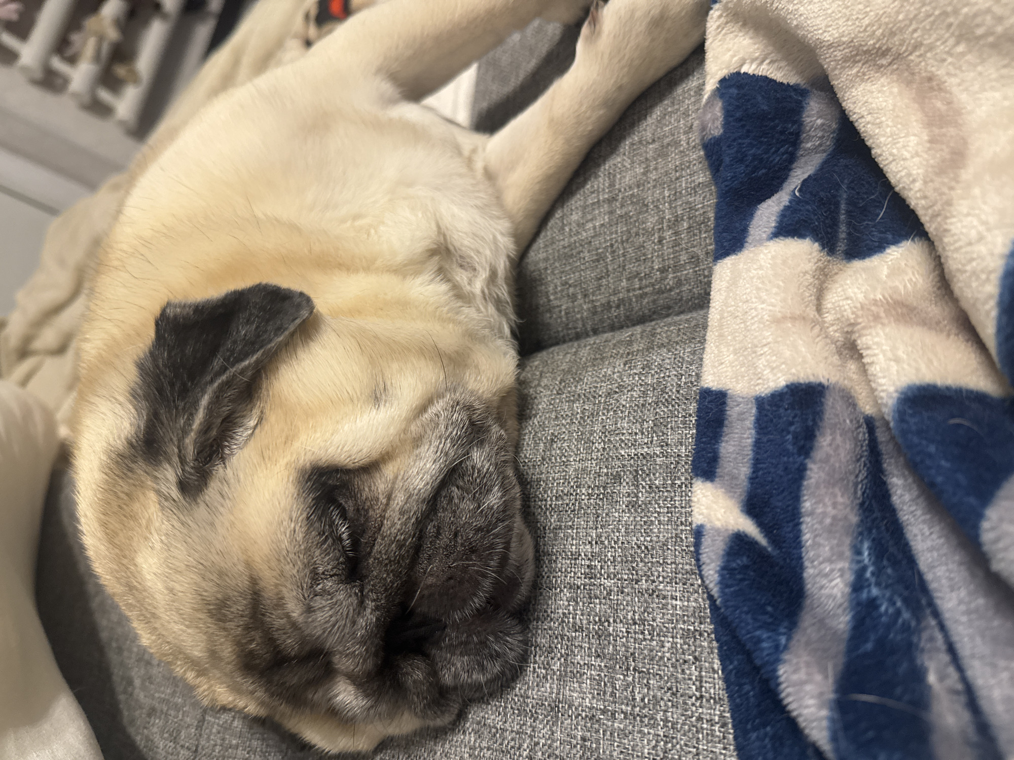 The image shows a pug dog sleeping on a grey couch. The dog is light brown with black markings on its face and ears. A blue and white patterned blanket is draped over the couch in the foreground. The background is blurred and shows what appears to be a shelf with items on it. The image does not provide any information about the location within Bishkek City, Kyrgyzstan.