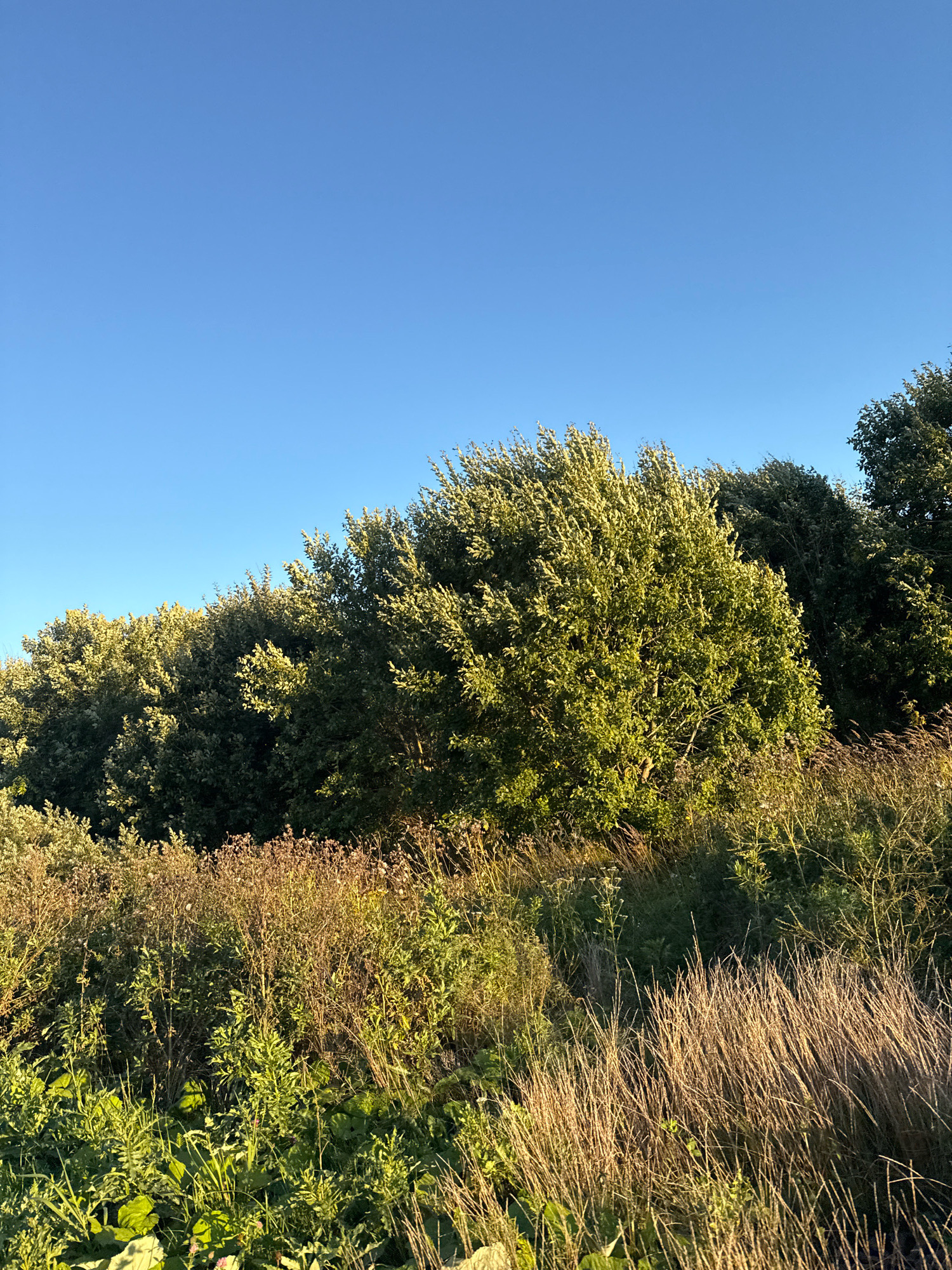 The image depicts a treeline with lush green foliage against a clear blue sky. The foreground features a mix of dry, golden grasses and green, leafy vegetation. The scene appears to be an outdoor natural environment, possibly a park or field, bathed in warm sunlight, suggesting it was taken during daylight hours. The overall impression is one of a tranquil, sunlit landscape. There are no people or any discernible human activity present in the image. The location is identified as Järveküla, Estonia.
