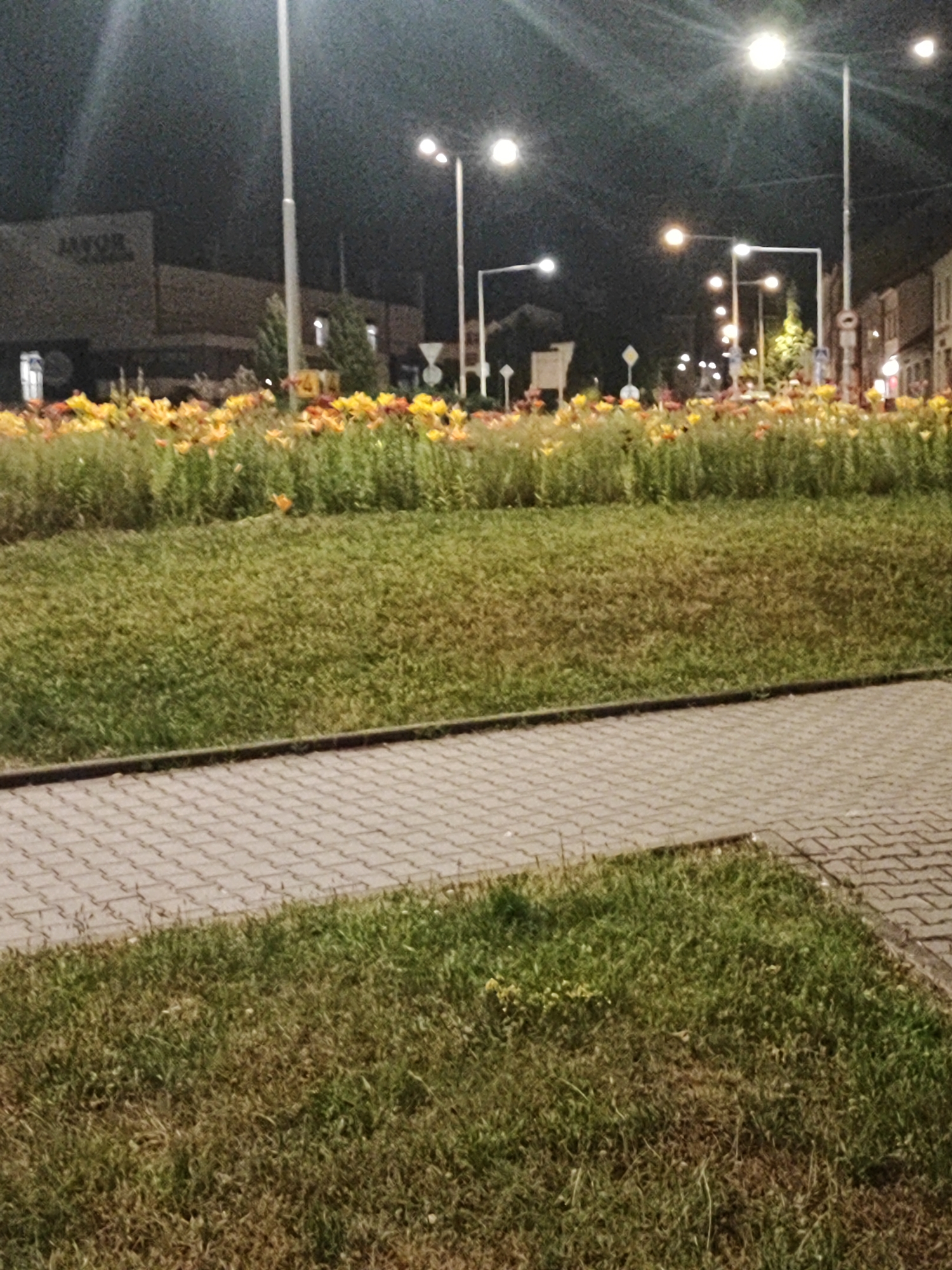 The image depicts a street scene at night in Nový Jičín, Czechia, likely near the town square. A paved walkway runs diagonally across the lower portion of the frame, bordered by a grassy area. Beyond the grass, a large flower bed filled with yellow and orange flowers is visible. In the background, streetlights illuminate the dark sky, and several buildings line the street. One building on the left has signage that appears to read "JAVOR". The overall impression is a well-maintained urban area at night, with decorative floral displays and functional street lighting.