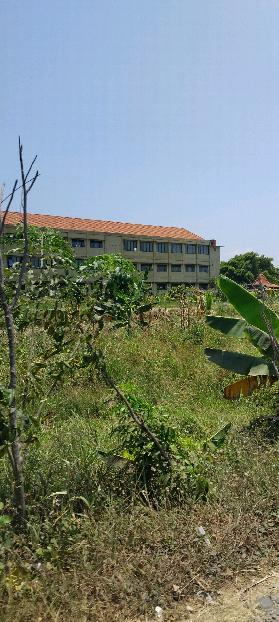 The image depicts an outdoor scene under a clear blue sky. In the background, a long, multi-story building with a red tiled roof is visible. The building has numerous windows arranged in a regular pattern. In the foreground and midground, there is abundant vegetation, including tall grasses, leafy plants, and banana trees. The overall setting appears to be rural or semi-rural, possibly on the outskirts of a city. The location is identified as Junwangi, Indonesia, suggesting a tropical or subtropical climate given the presence of banana trees and lush greenery. No people are visible in the image. The scene is static and captures a moment in time with no ongoing actions or interactions.