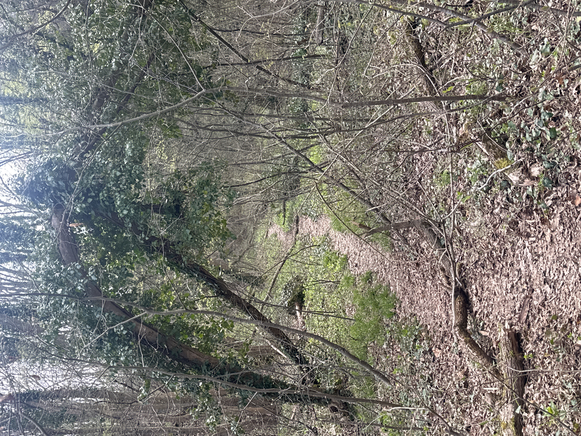 A dirt path winds through a dense forest. The path is covered with fallen leaves. Trees and shrubs with bare branches and green foliage surround the path. The environment suggests a natural woodland area. The image location may be near Varna, Bulgaria, given the information provided.