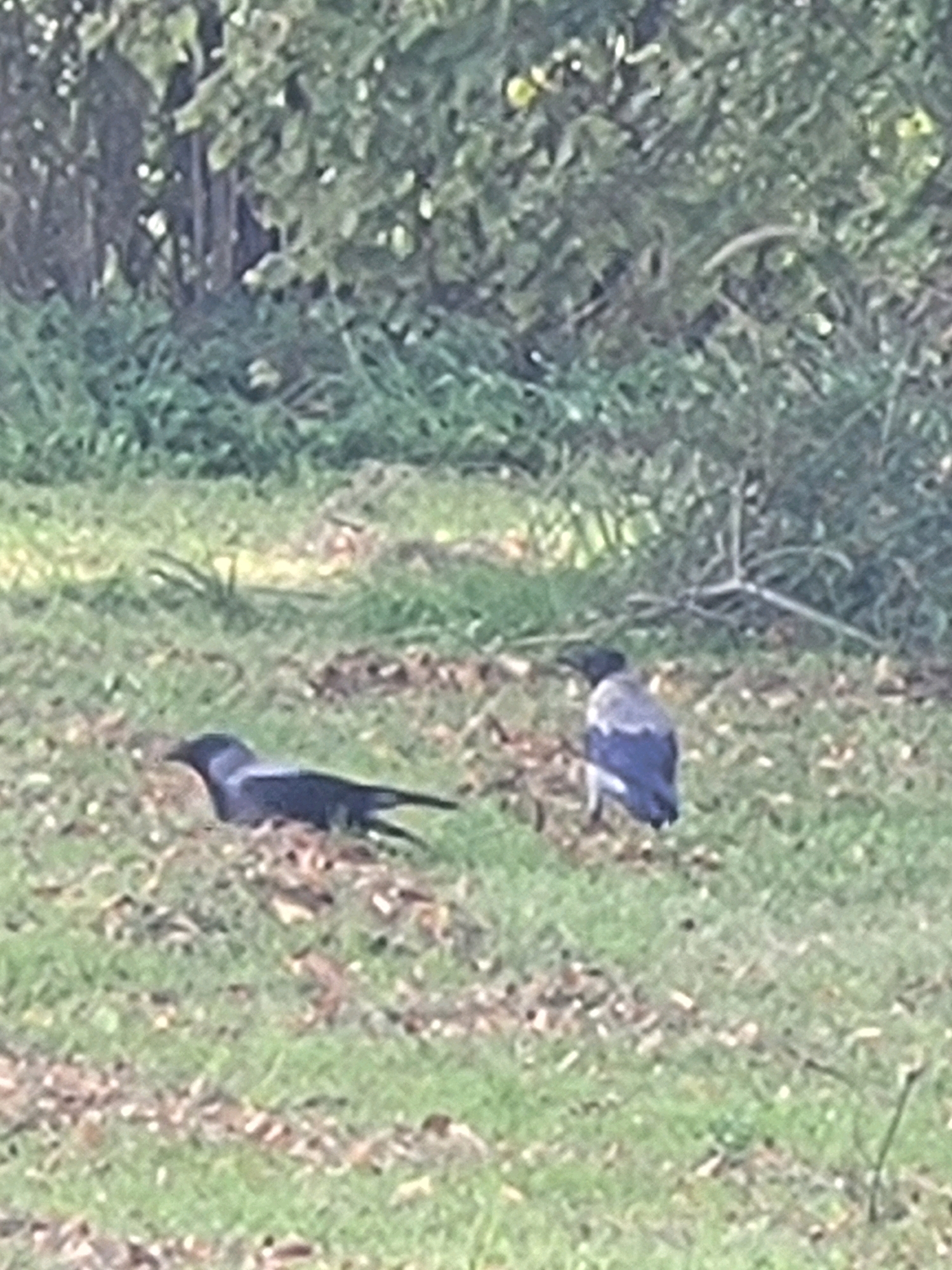 Two birds are in a grassy area with scattered leaves. One bird, on the left, is dark grey to black and lying down with its head tucked. The other bird, on the right, is standing and appears to be a Hooded Crow, identifiable by its grey body and black head and wings. The background is out of focus and consists of trees and foliage. The scene is consistent with a park or natural area within a city, such as the vicinity of the Jelgava University Botanical Garden in Jelgava, Latvia.