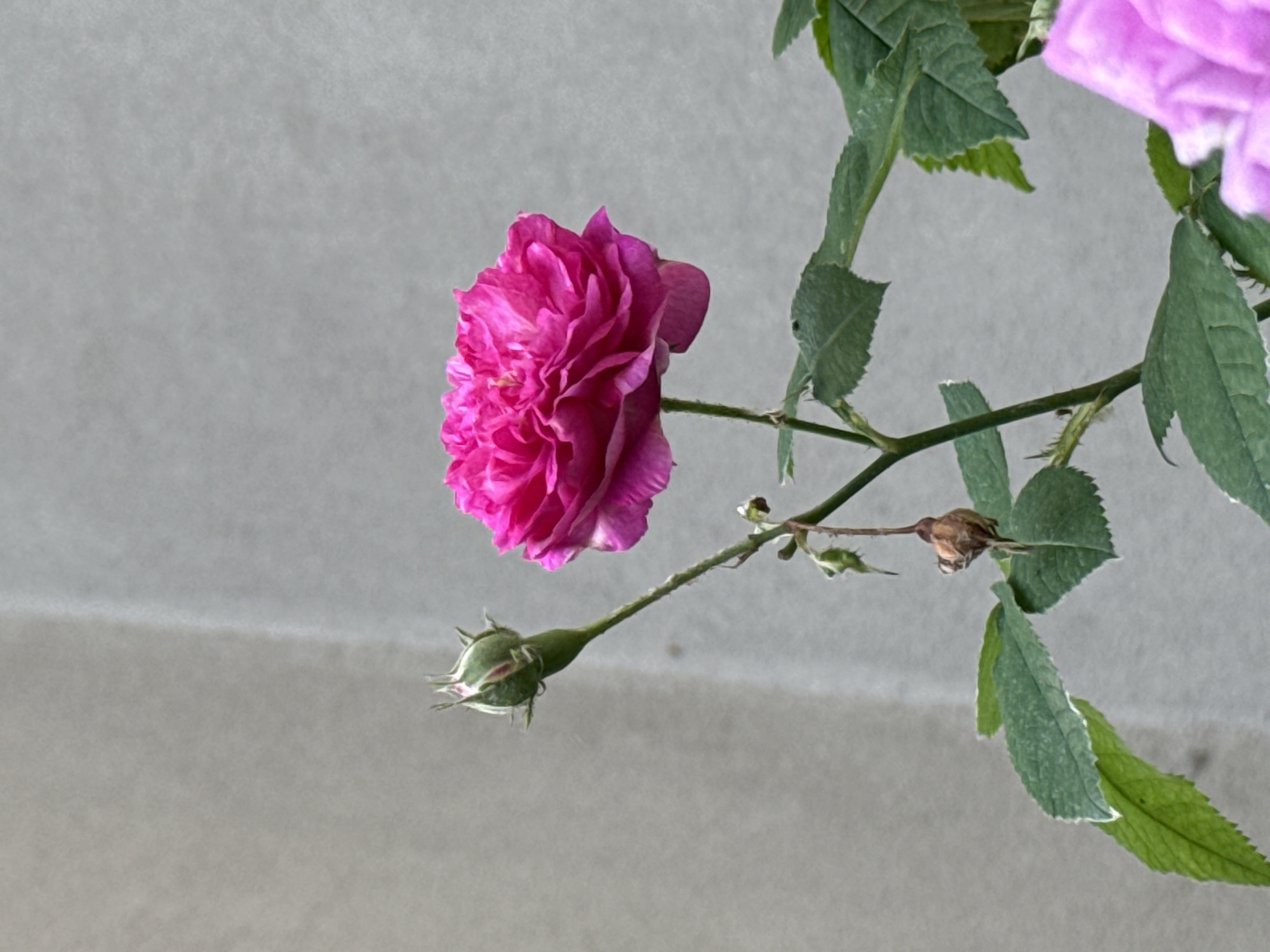A single, vibrant pink rose is in bloom, positioned to the right of a rosebud on a stem against a neutral grey background. The rose's petals are densely layered and ruffled, with a rich fuchsia hue. To the left of the blooming rose, a green rosebud stands upright, its sepals tightly closed. Below the bud, a dried, brown rosehip hangs from a thin stem. The rose plant has several green leaves, some showing slight serrations along their edges. The background is a plain, textured grey surface, possibly a wall. The scene is an outdoor shot, likely in a garden or a residential area. There are no people or animals visible in the image. The location is unknown, and there is no information to indicate it is in Łódź, Poland.