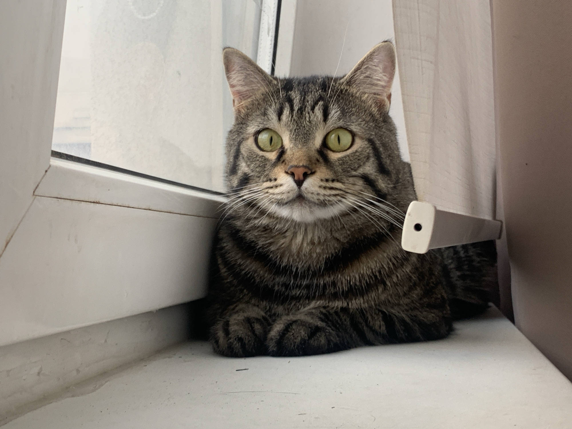A tabby cat with green eyes sits on a windowsill. The cat is facing the camera, and its paws are tucked under its body. A white curtain is visible to the right of the cat, and a window is to the left. The windowsill is white and appears to be made of plastic. The image was taken indoors. There is no information to suggest this location is in Stavropol, Russia.