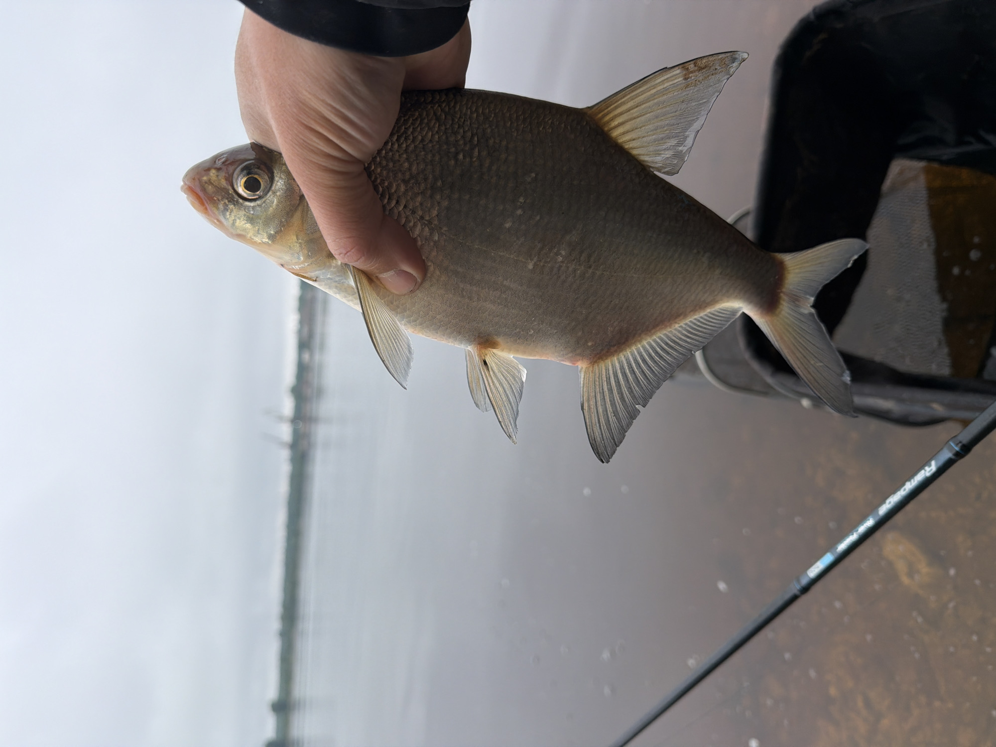 The image shows a person's hand holding a fish, likely a bream, horizontally against an outdoor background. The fish has distinctive scales, a small upturned mouth, and a circular eye. To the right, a black fishing container or equipment is partially visible. A fishing rod extends from the lower right corner, with the text "Rampage River Feeder" clearly legible on its shaft. The background features a predominantly grey, overcast sky above a body of water, suggesting a river or lake with a blurry distant shoreline. The scene captures a moment during a fishing activity on a cloudy day in Noviy, Russia.