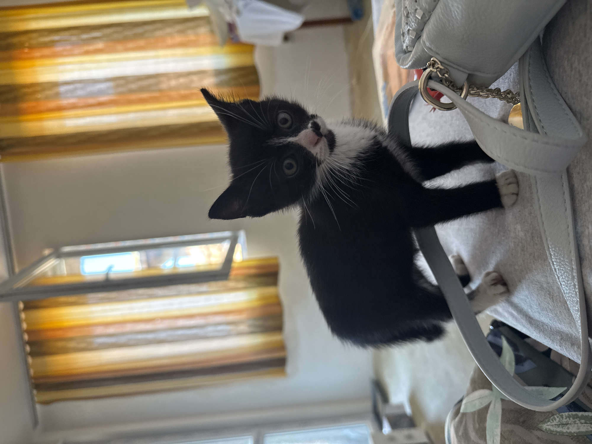 A black and white kitten stands on a gray surface with a light gray purse nearby. The cat is positioned near a window with yellow and brown blinds. The location is Sozopol, Bulgaria.