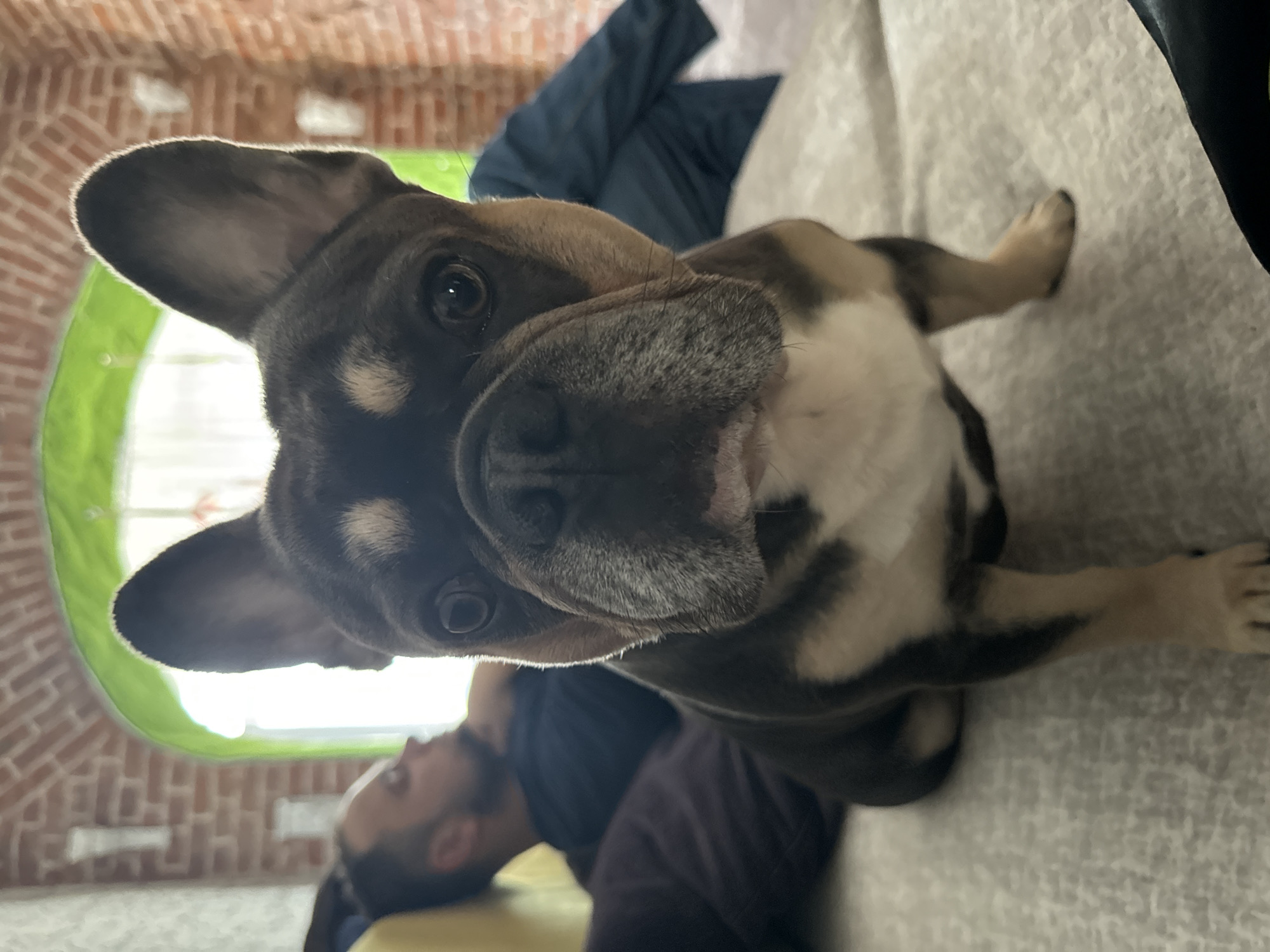 A French bulldog sits on a bed in the foreground, looking directly at the camera. The dog has a dark grey and tan coat. Behind the dog, a man with short, dark hair and a beard is lying on the bed, his head turned away from the camera. He is wearing a dark blue shirt. The background shows a brick wall with a green arched window. The room appears to be an indoor living space. The image does not contain any information to suggest its location within the city of Saint Petersburg, Russia.