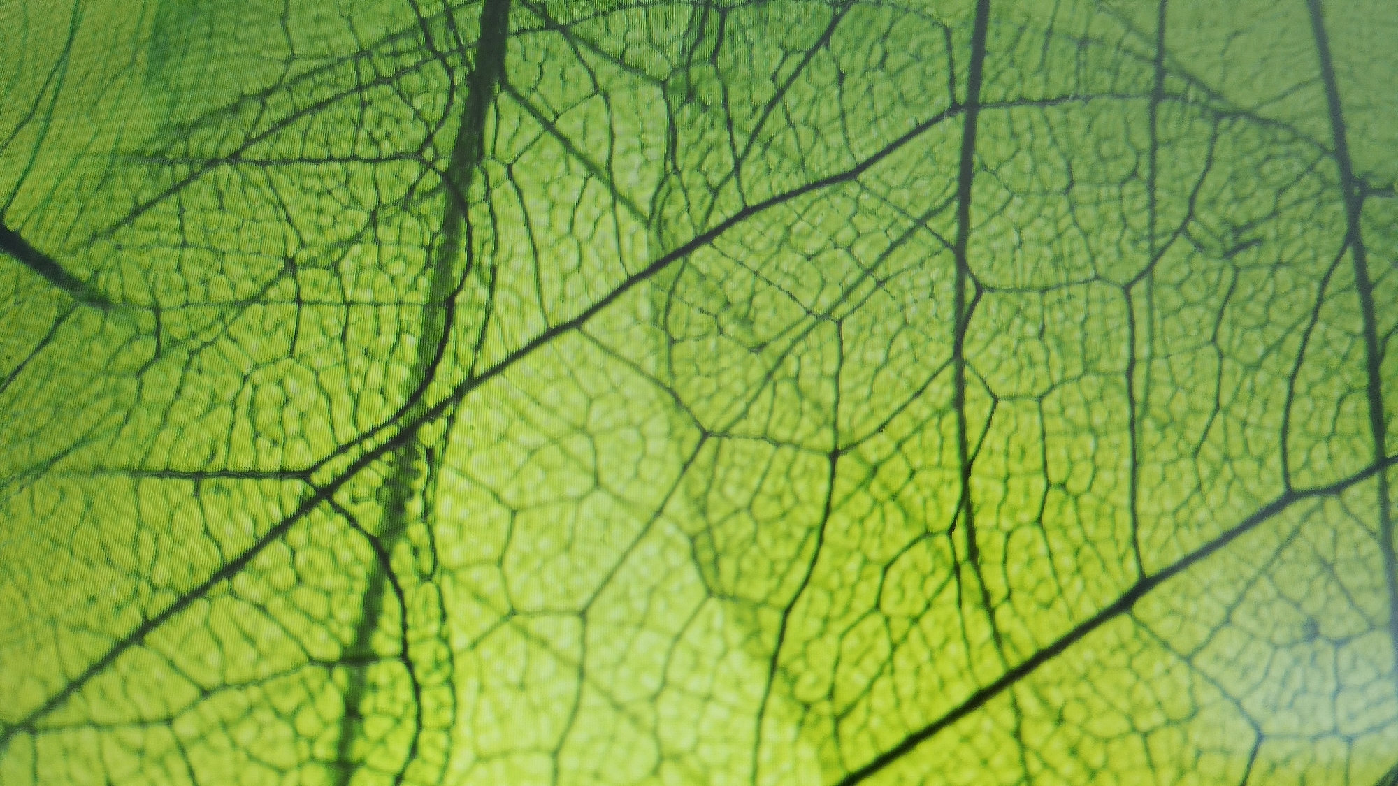 The image is a close-up, backlit photograph of a green leaf, emphasizing its intricate network of veins. The veins are dark, forming a delicate lattice against the translucent green leaf tissue. The texture of the leaf is visible, with small, polygonal cells forming the structure. The lighting creates a gradient of green hues, with some areas appearing brighter and more yellow. The photograph is abstract, focusing on the natural patterns of the leaf's venation. There are no people, objects, or environmental context outside of the leaf itself. The image does not contain any information that would indicate its location in Smolyan, Bulgaria.