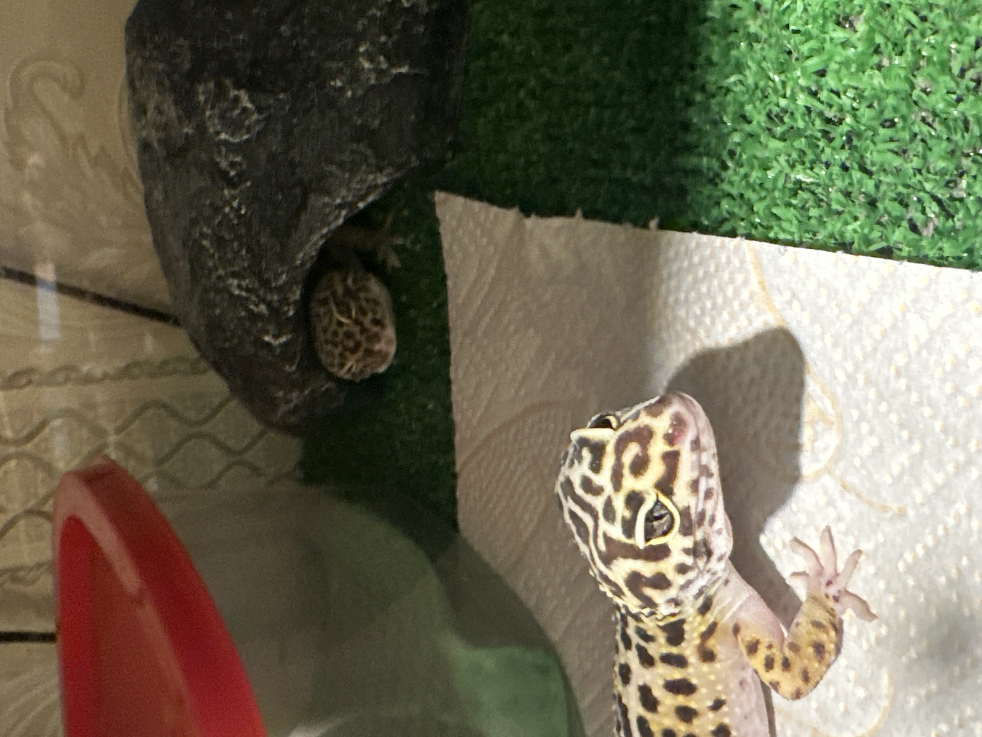 Two leopard geckos are observed within an indoor enclosure. In the foreground, one gecko, displaying a yellow and dark brown spotted pattern, rests on a textured white paper towel, facing right with its head and right front limb visible. In the background, a second, similarly patterned gecko is partially visible, peering from the entrance of a dark grey, artificial rock hide. The enclosure floor is covered with green artificial turf, and a segment of a red plastic container rim is visible in the upper left corner. The background behind the enclosure features a light-colored surface with a faint, repeating curvilinear pattern. The specific location in Moscow, Russia, cannot be determined from the visual evidence provided.